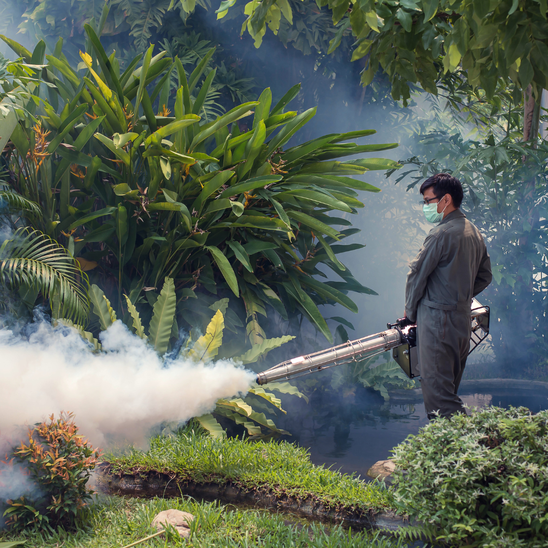 fumigacion de moscos 