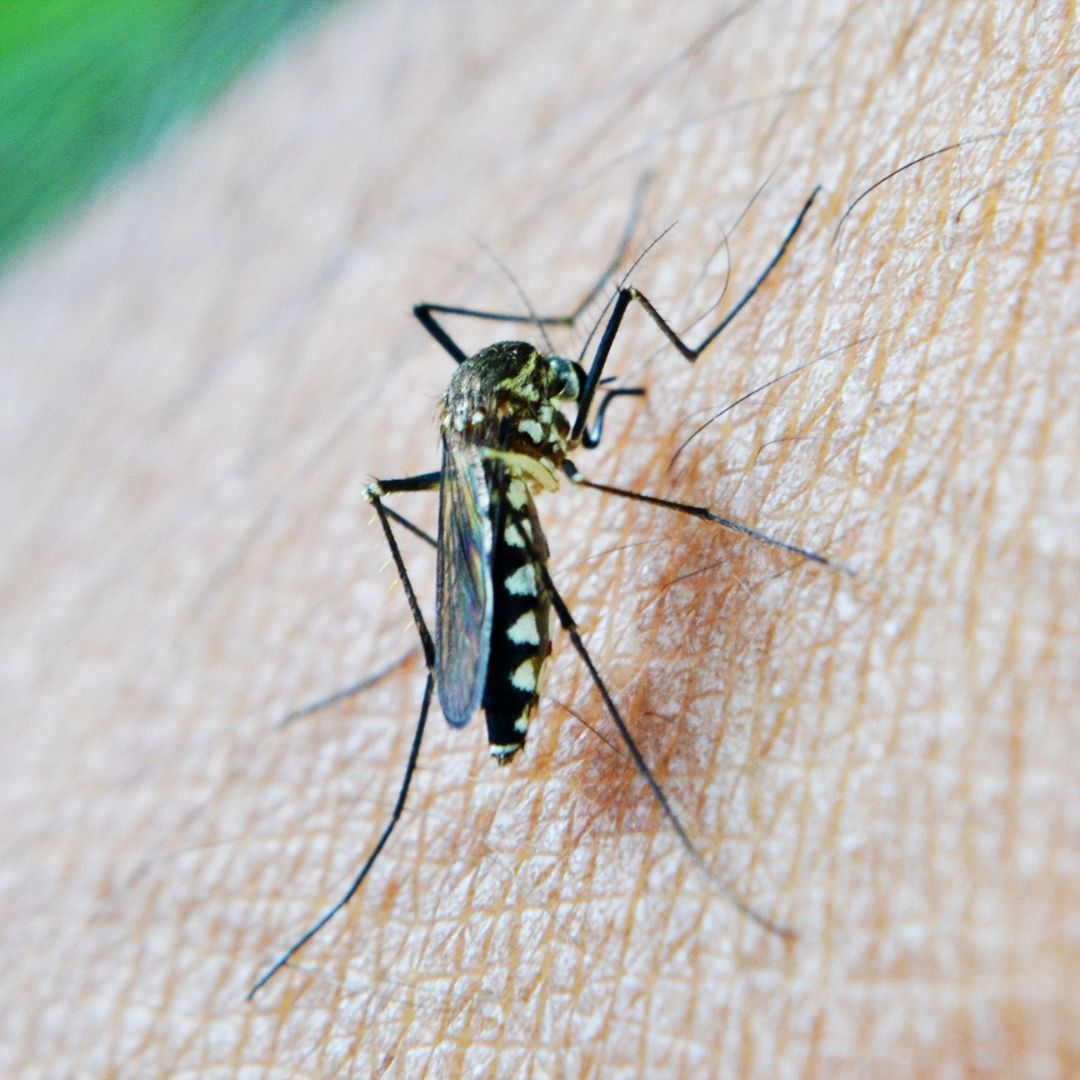 Fumigacion de mosquitos