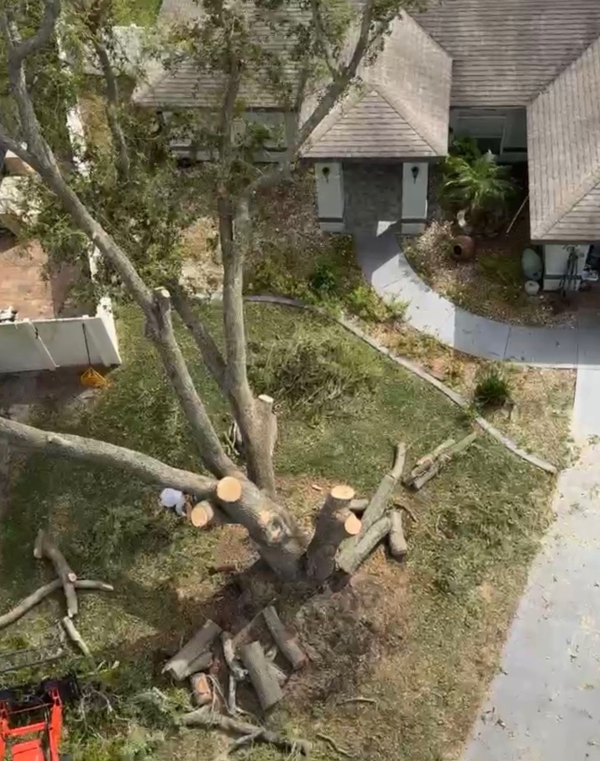 Tree being trimmed in front of a house, with cut branches on the ground.