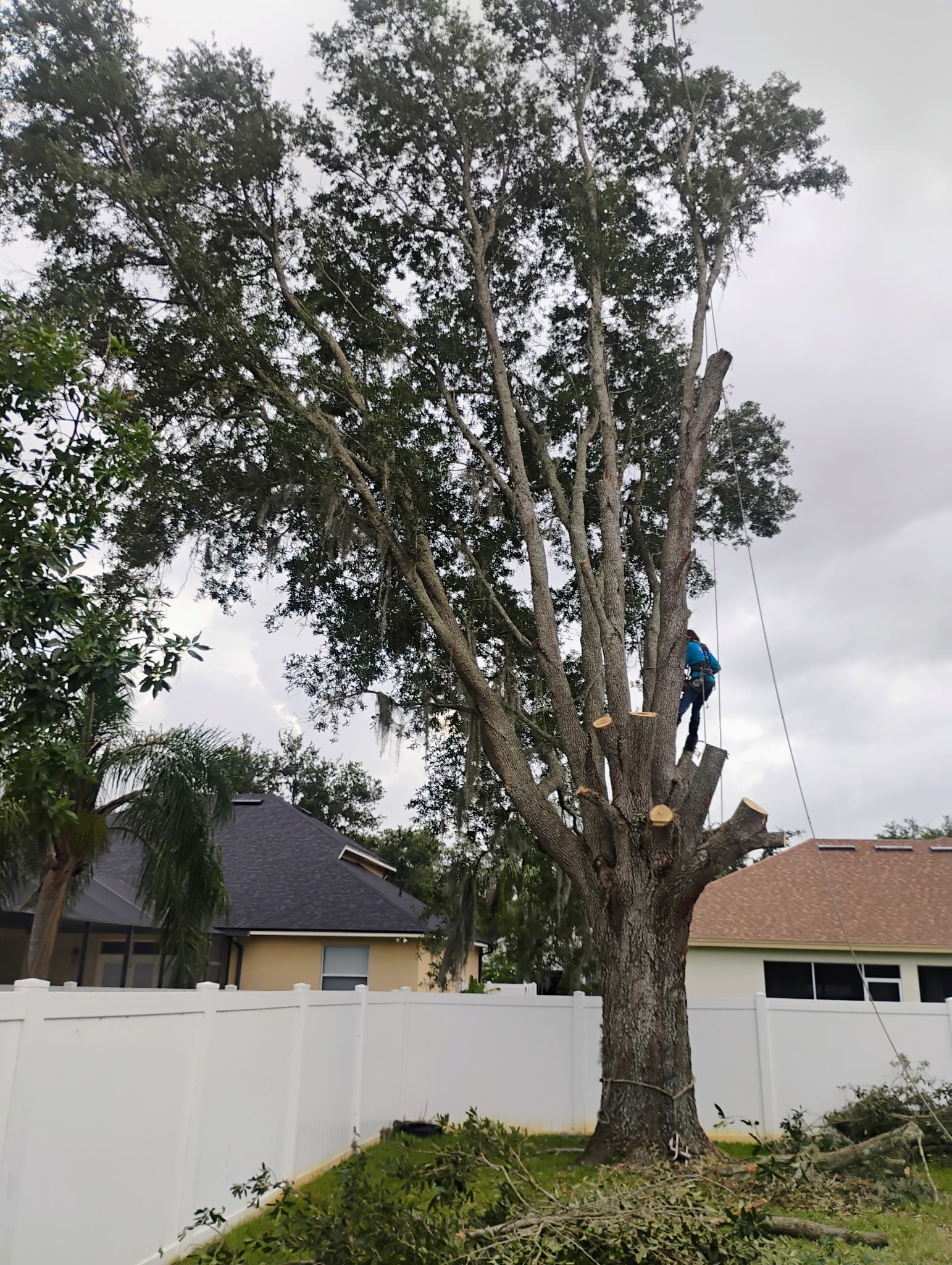 Arborist trimming a large tree in a residential yard, with a white fence, and houses in the background.