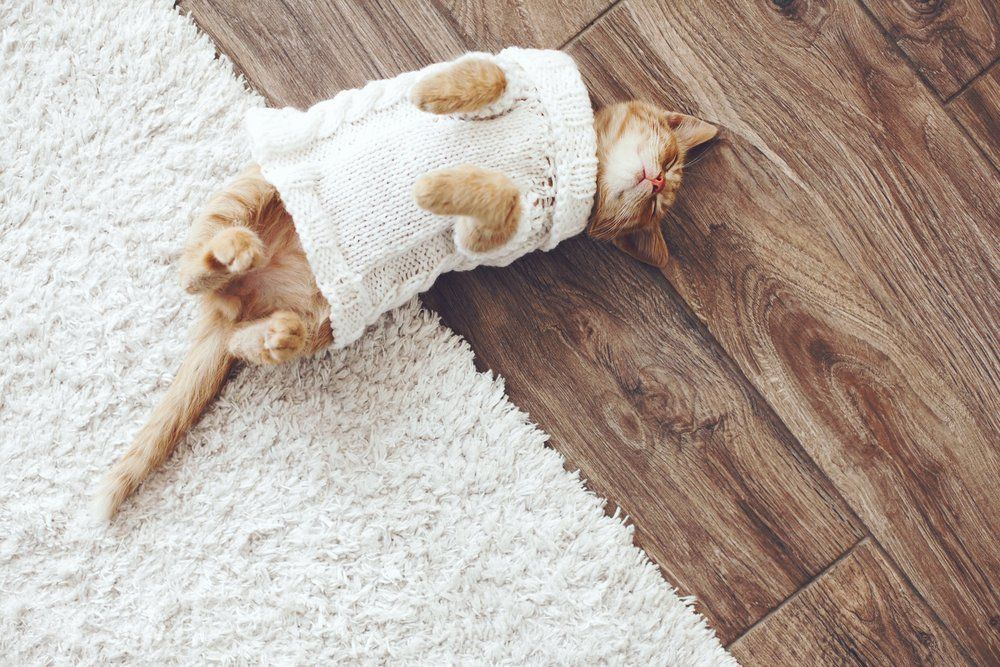 Cat wearing a white sweater with heart cutouts, lying on back between a white rug and wooden floor.