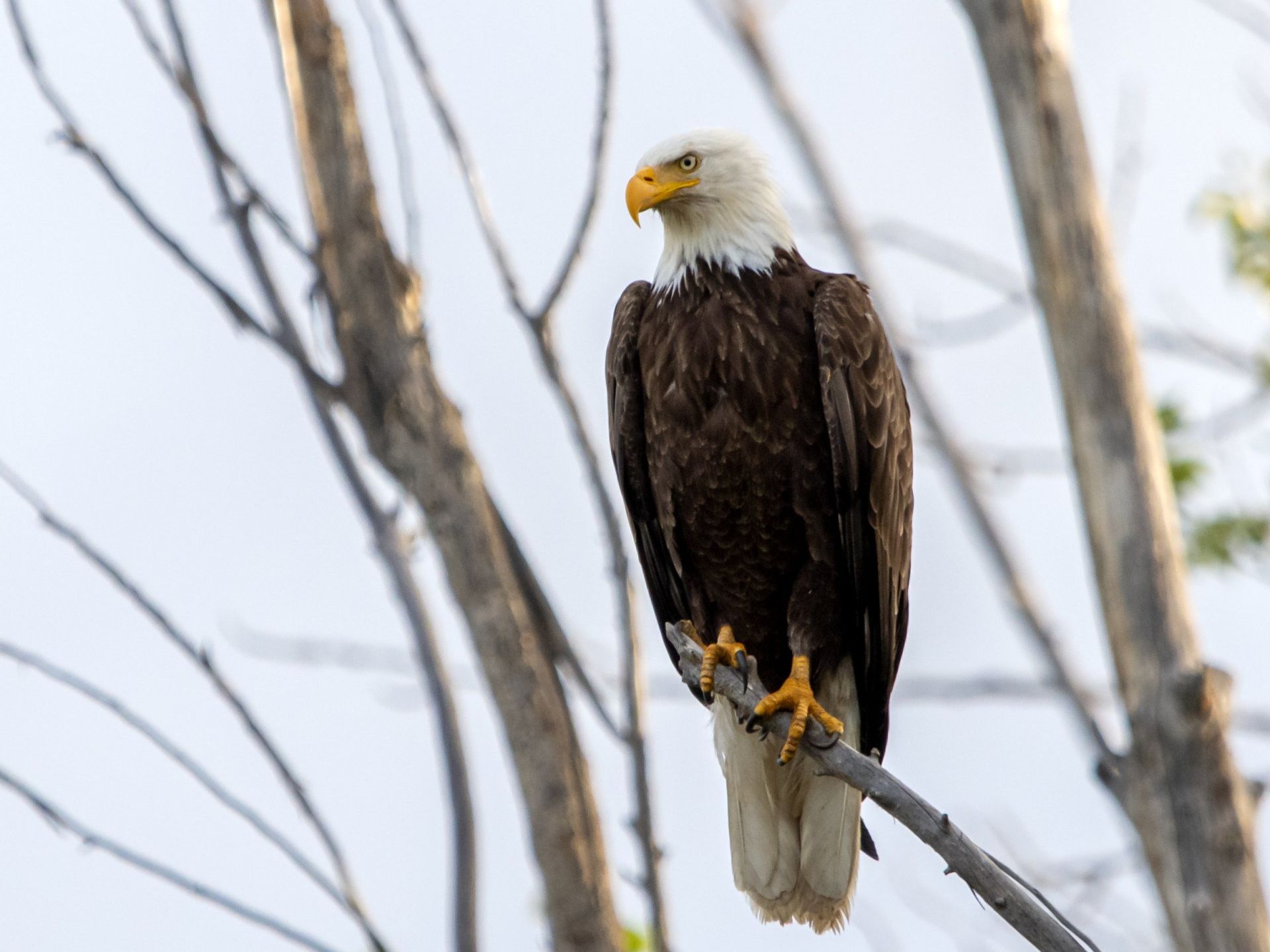 Bald eagle perched on a branch, looking to the side. Brown and white feathers, yellow beak and talons.