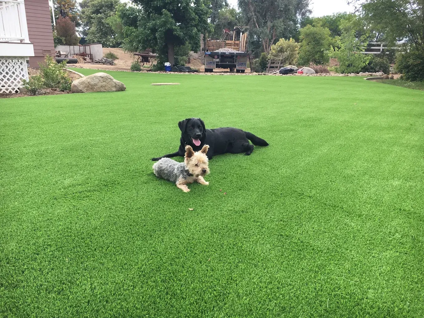 Black and gray dogs lying on a bright green lawn in a backyard