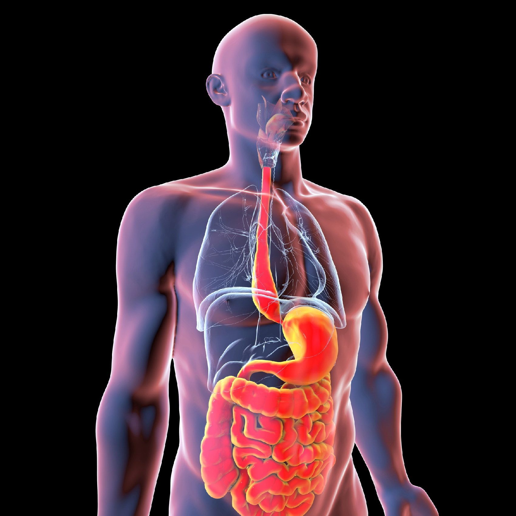 Figura umana tridimensionale che mostra l'apparato digerente, con stomaco e intestino evidenziati in rosso e arancione.