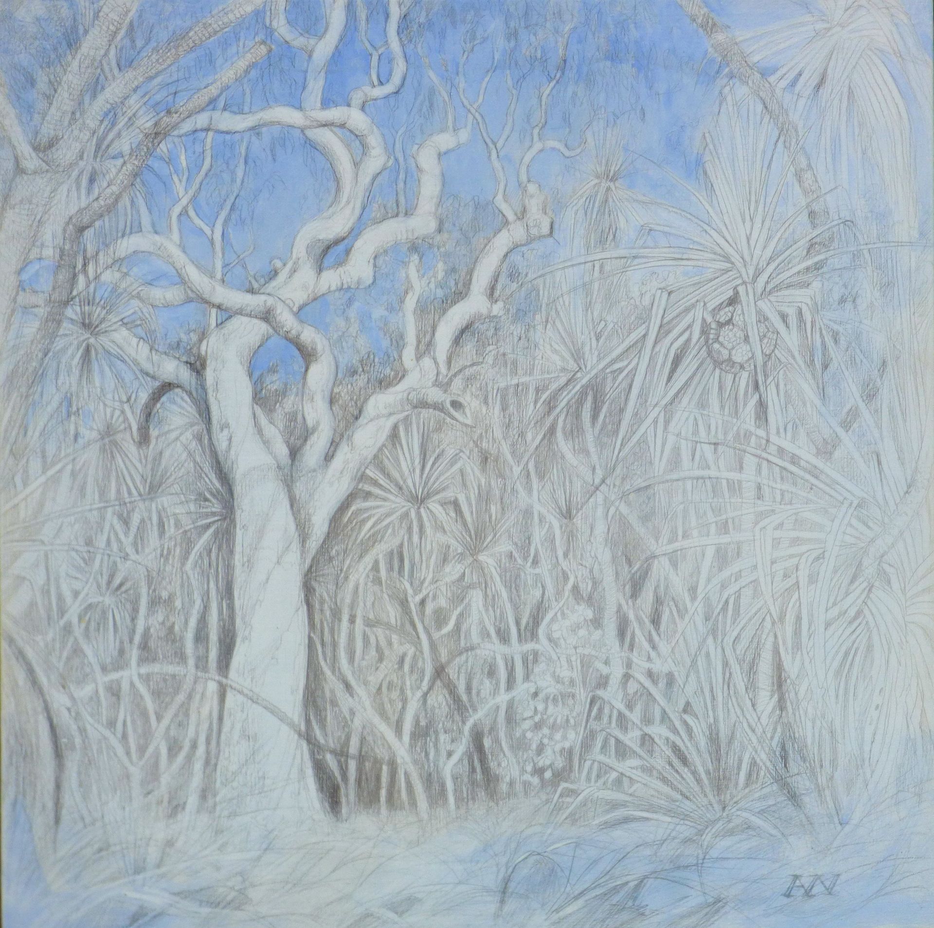 White Gum, Blue Sky