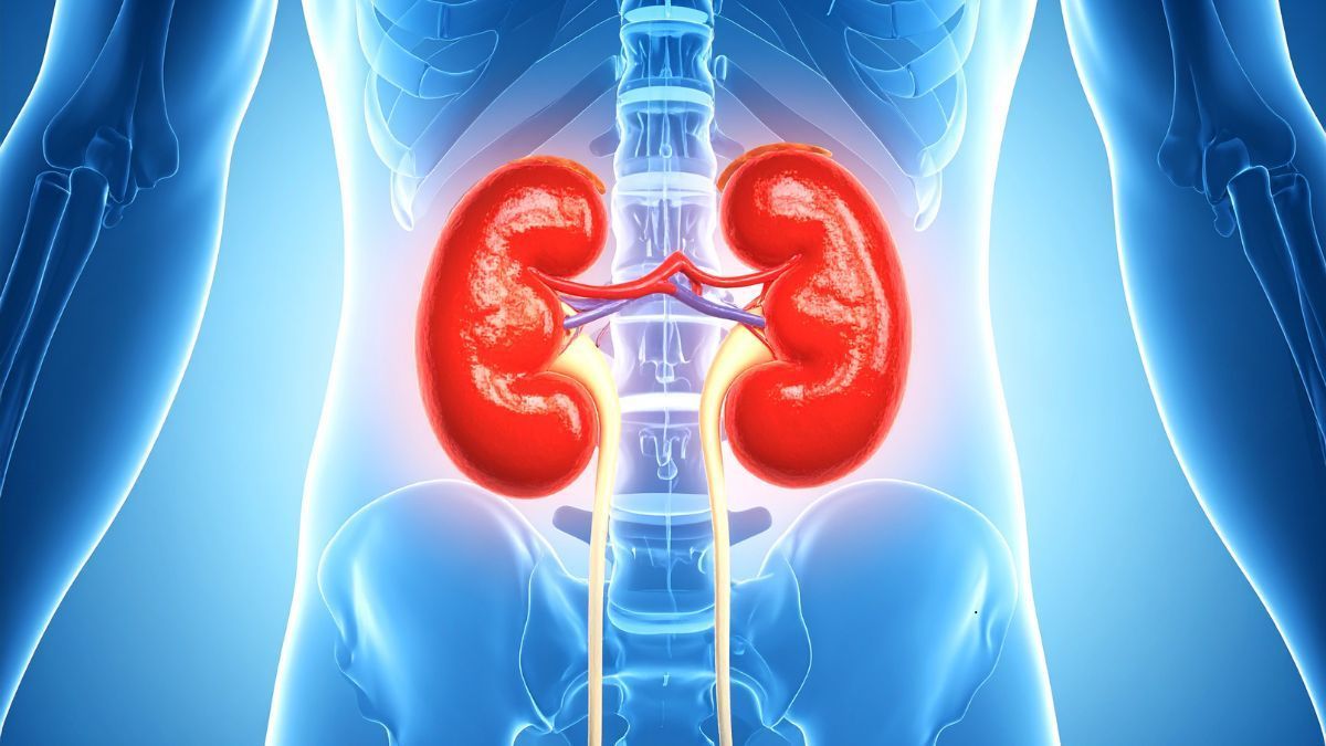 Visita nefrologica a Piacenza per reni, pressione e diabete. Prenota presso Poliambulatorio IGEA e proteggi la tua salute renale.