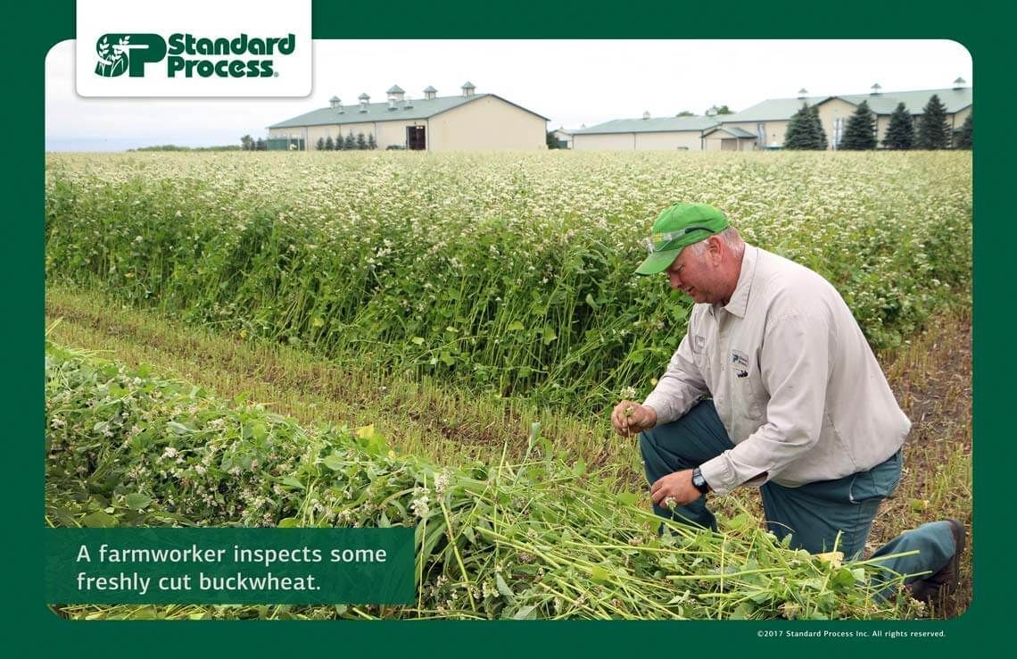 Examining a crop of buckwheat