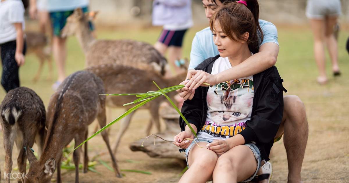 Wonderland of Deer Xiaoliuqiu
