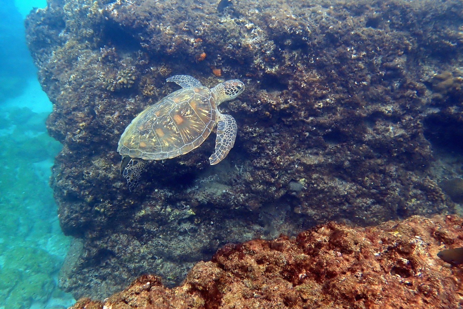 xiaoliuqiu sea turtle