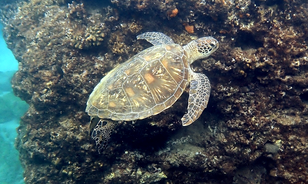xiaoliuqiu turtle