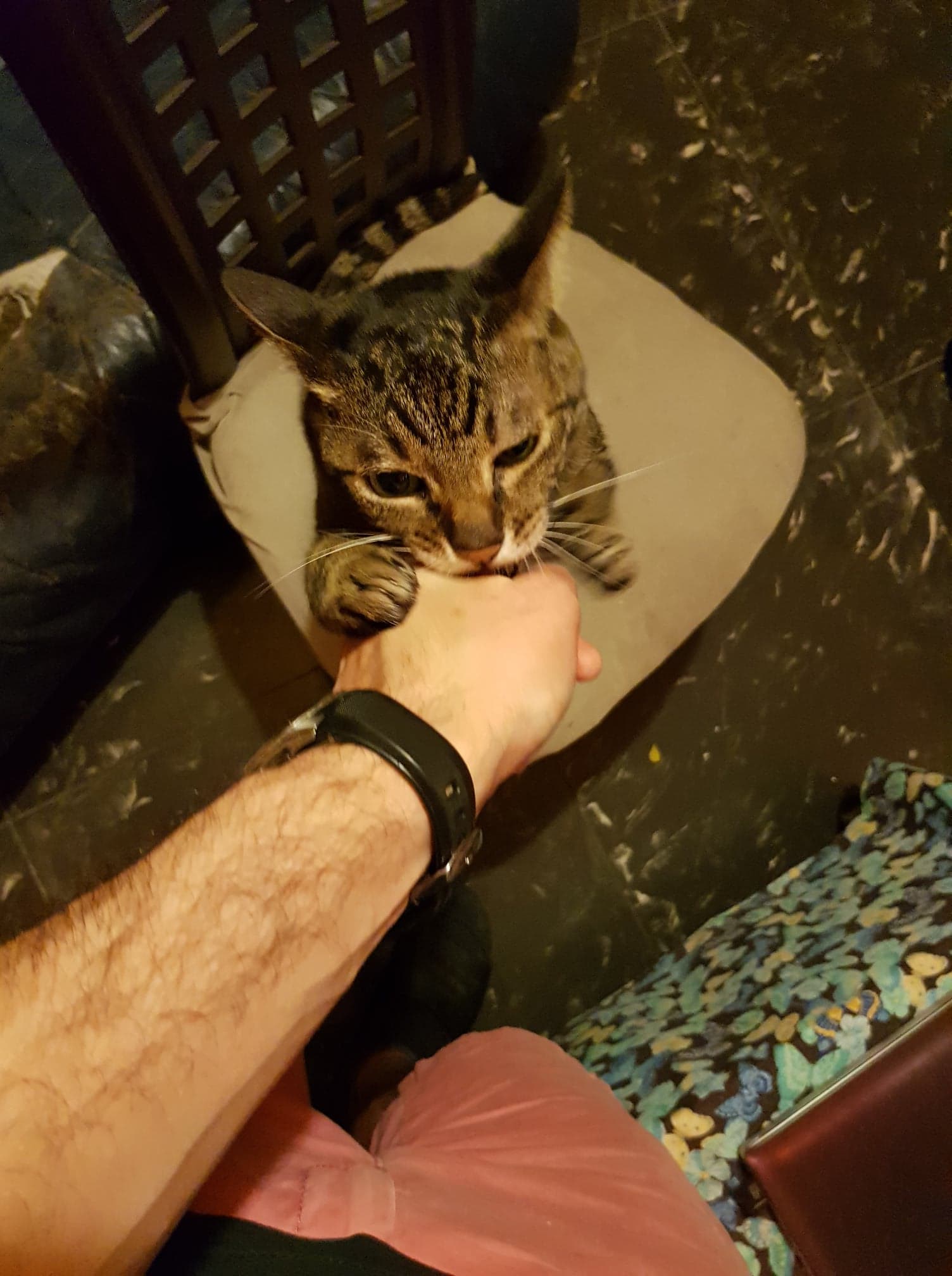 cat taken care of