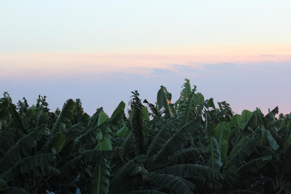 A Field of Banana Trees With a Cloudy Sky in the Background — DJ's Pressure Cleaning In Innisfail, QLD