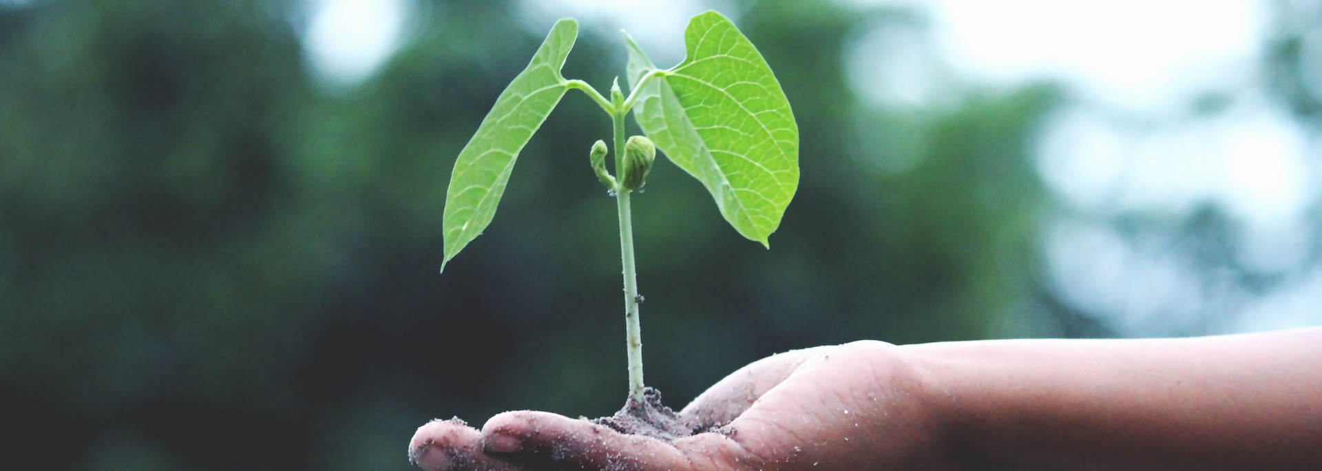 Picture of a plant in a hand. 