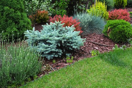 A landscaping bed features a blue spruce, red barberry shrubs, and green foliage mulched with bark next to a green lawn.