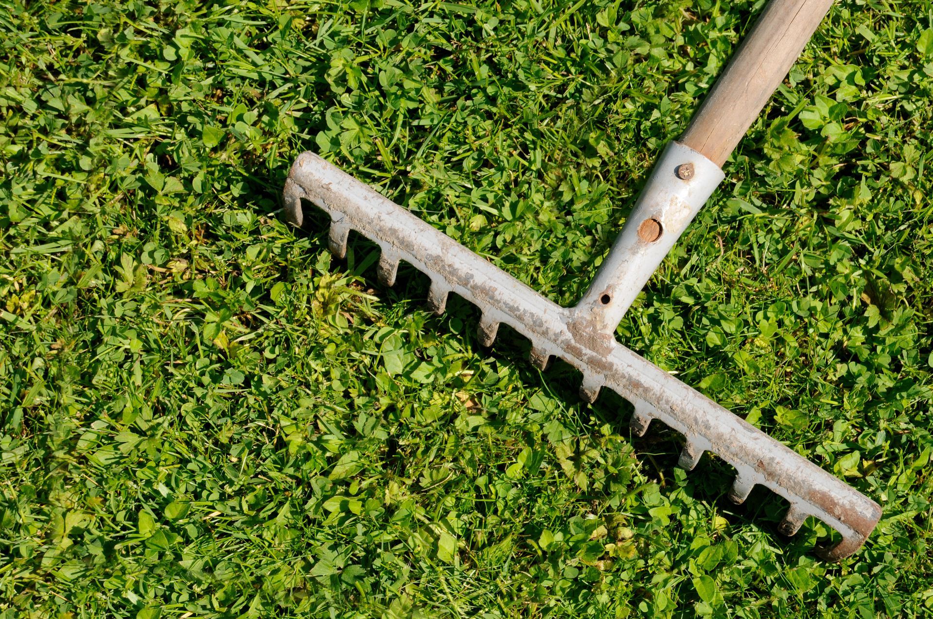 A metal garden rake lies on a bright green lawn of grass and clover.
