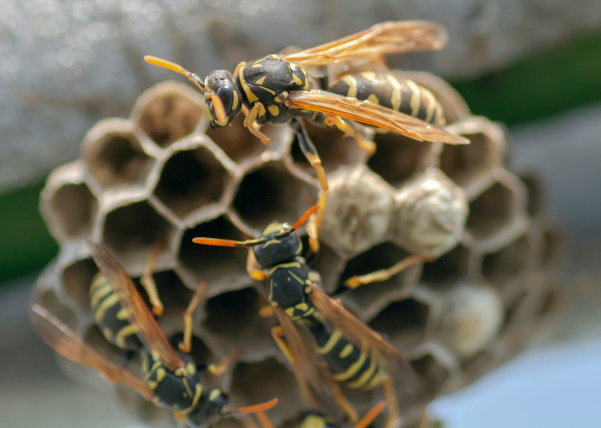 Wasps removal by SW19 Pest Control Wimbledon, London
