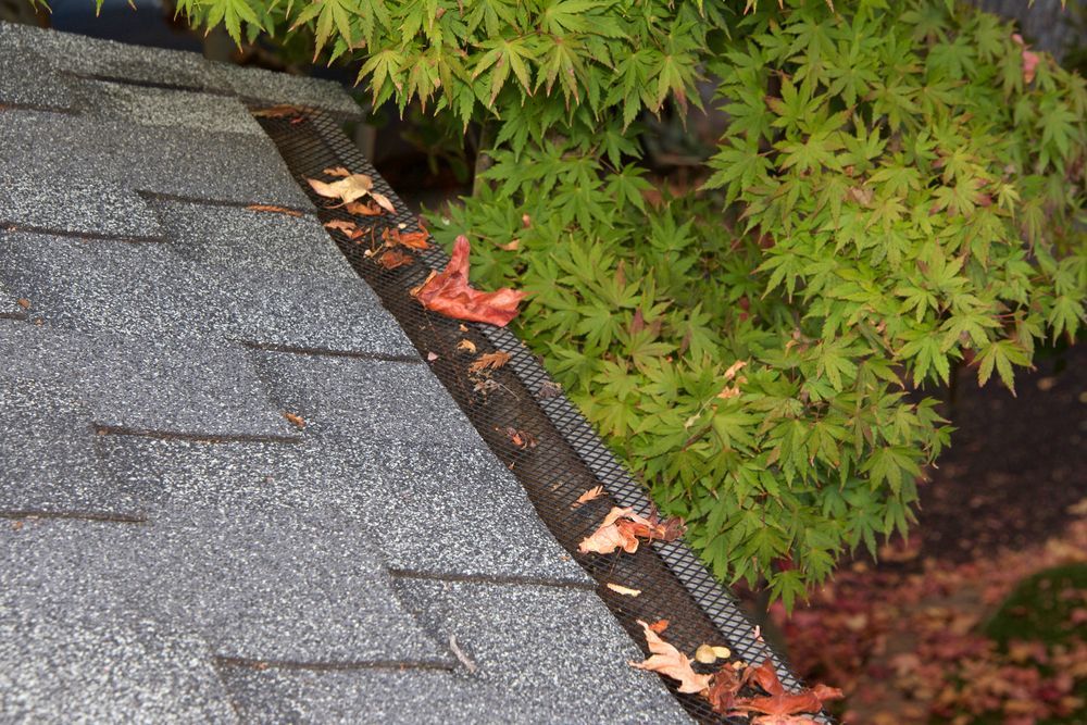Roof edge with dark shingles and gutter beside green shrubs, scattered with fallen leaves