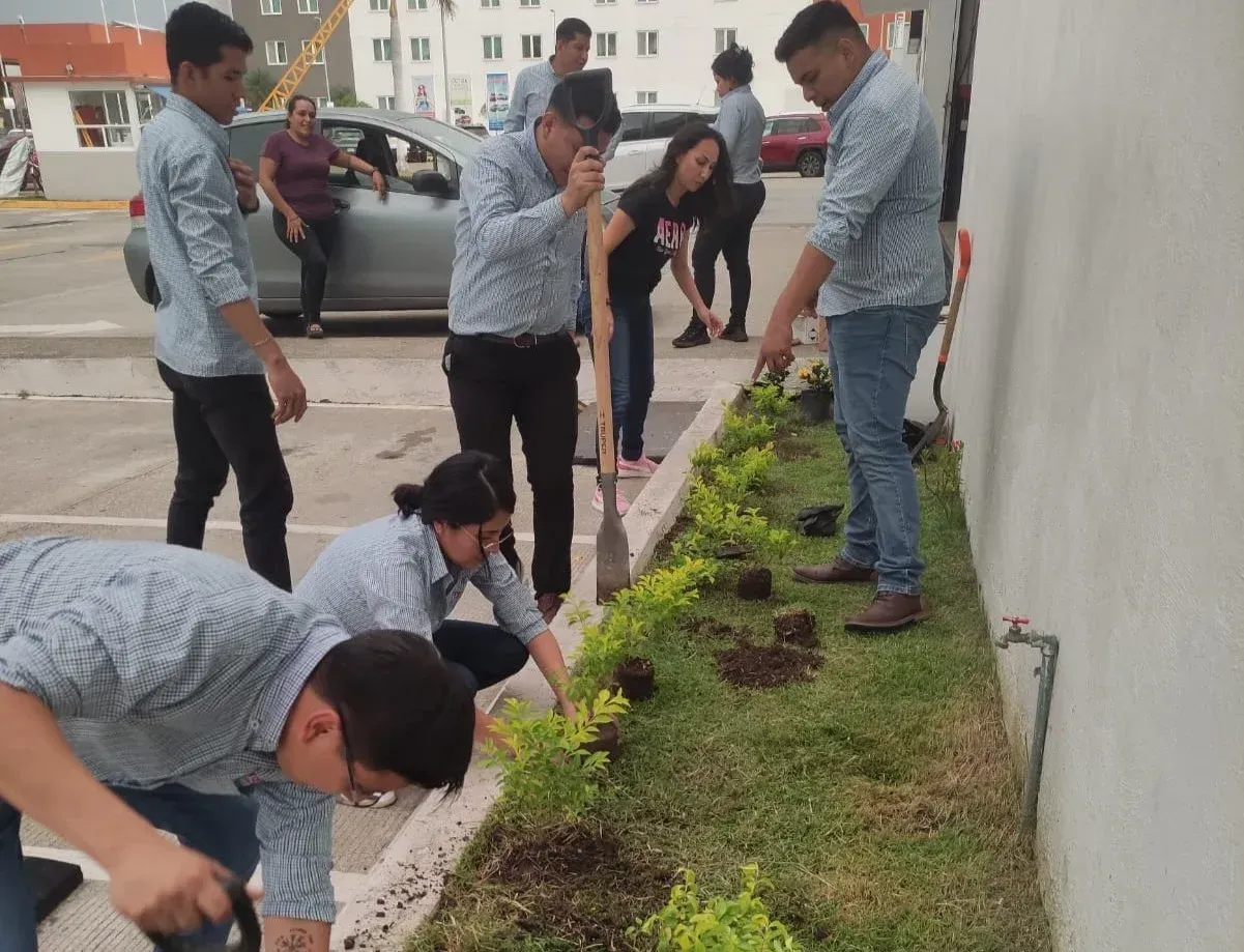 Varias personas plantan plantones a lo largo de la acera, junto a un muro, mientras que otras cavan y riegan cerca.
