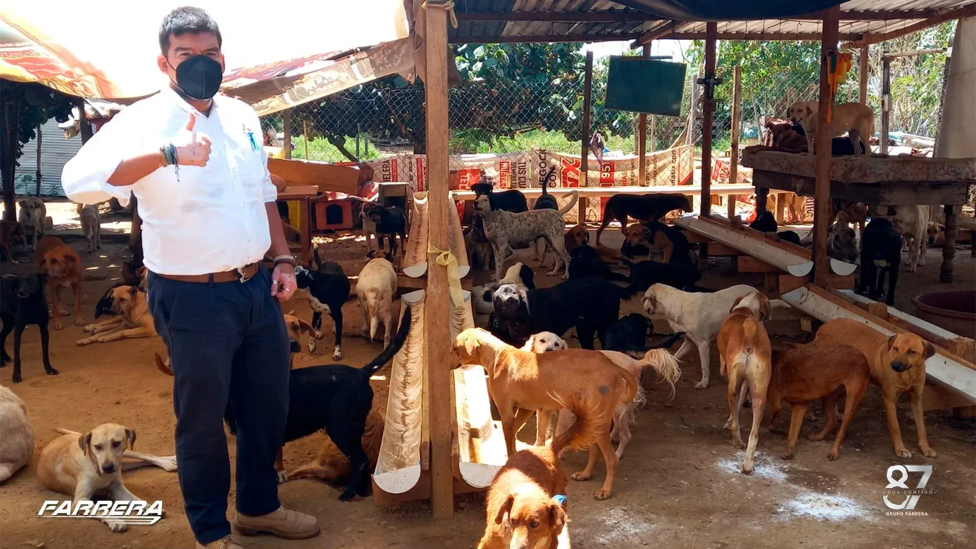 Hombre con camisa blanca y mascarilla de pie entre perros en una zona sombreada de perreras.