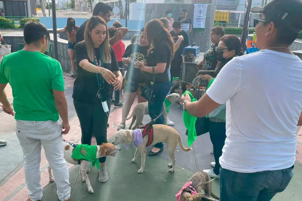 Personas paseando varios perros pequeños con correa en un parque o área de eventos al aire libre muy concurrida.