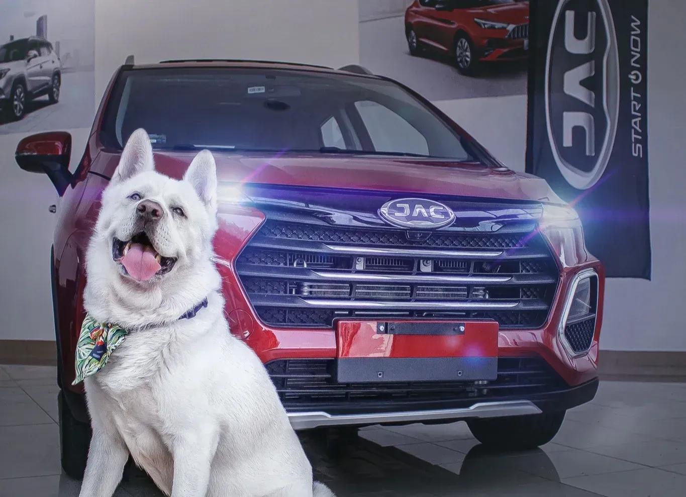 Un perro blanco sentado frente a un SUV morado en una sala de exposición de automóviles, con una pancarta de JVC cerca.