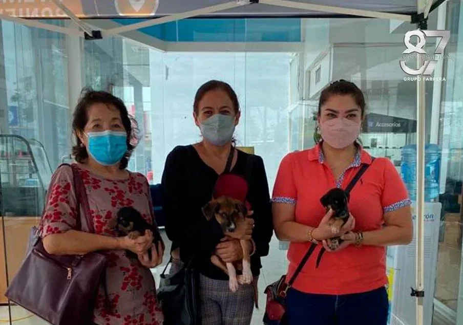 Tres mujeres enmascaradas permanecen de pie en el interior, sosteniendo perros pequeños cerca de una entrada de cristal.