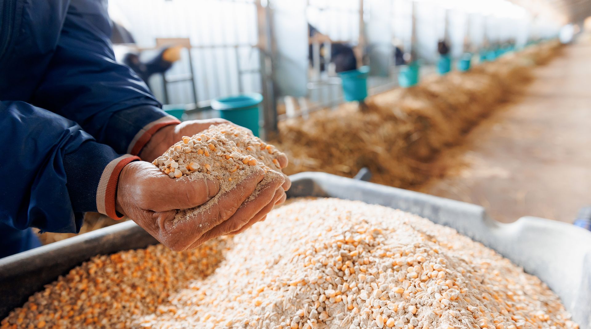A person holding a handful of yellow grain feed in a shed with rows of animal stalls in the background.