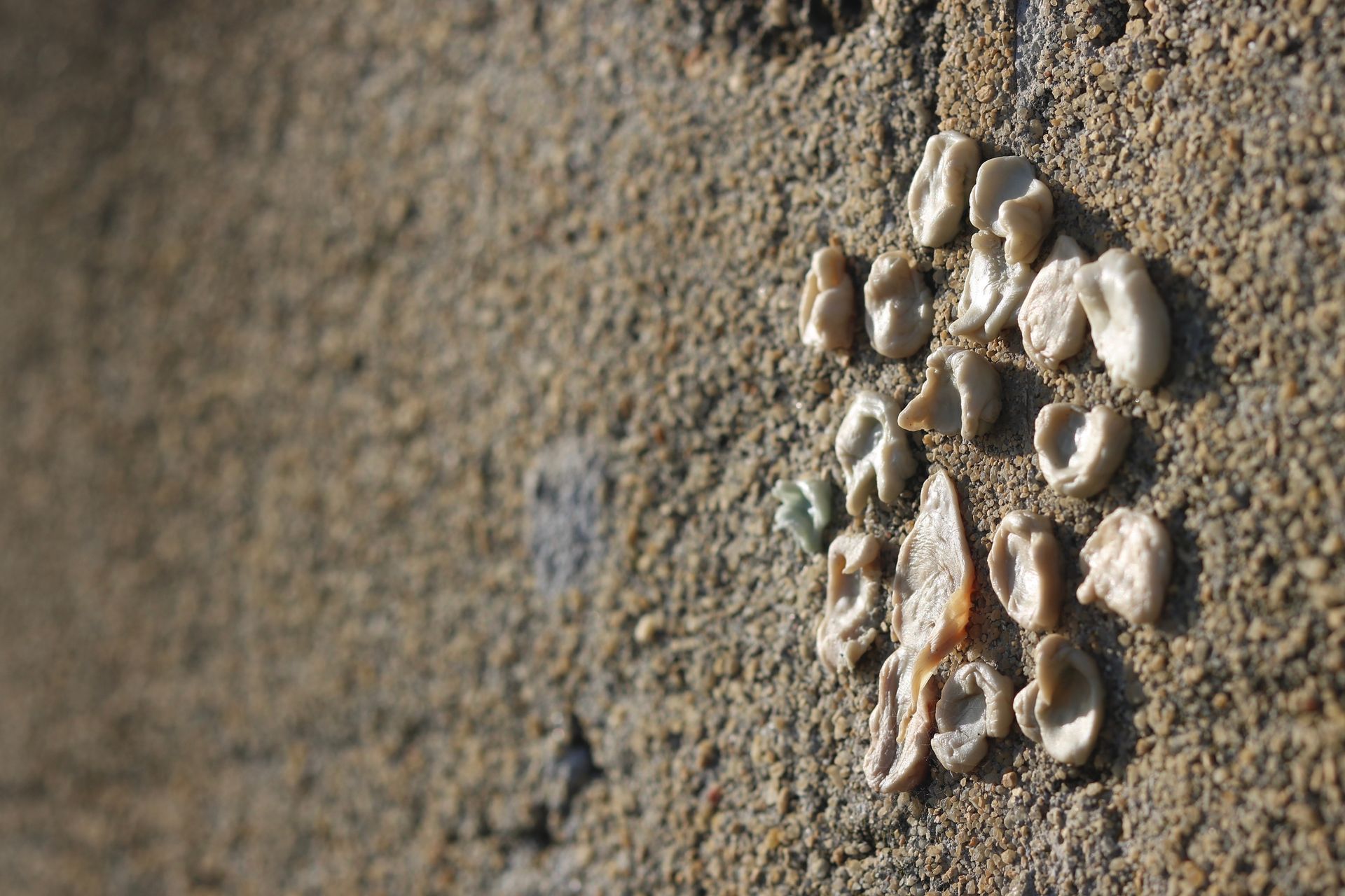 A cluster of chewed gum stuck to a textured, grey concrete wall.