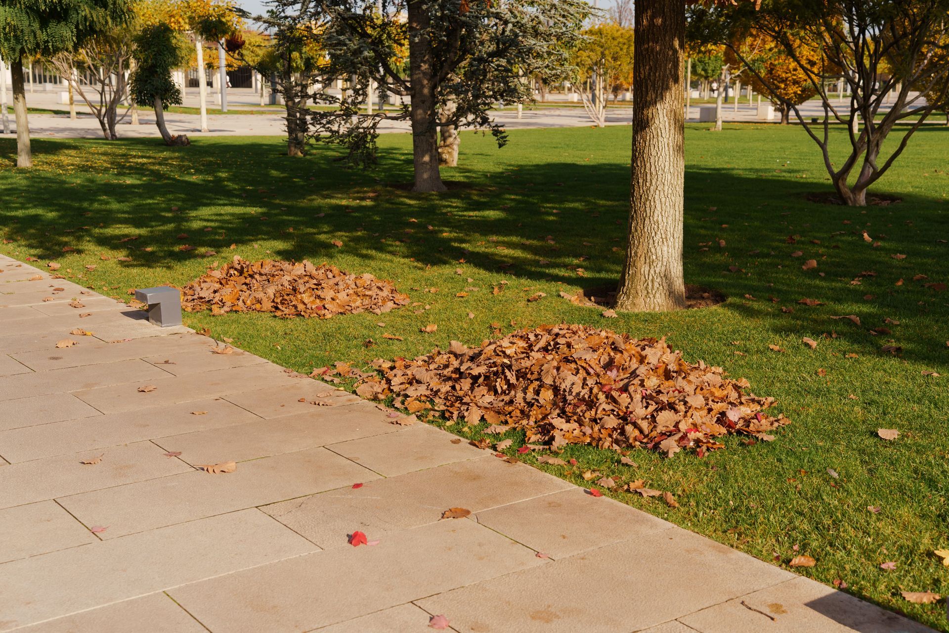 Two piles of dry, brown autumn leaves sit on a green lawn beside a paved stone walkway.