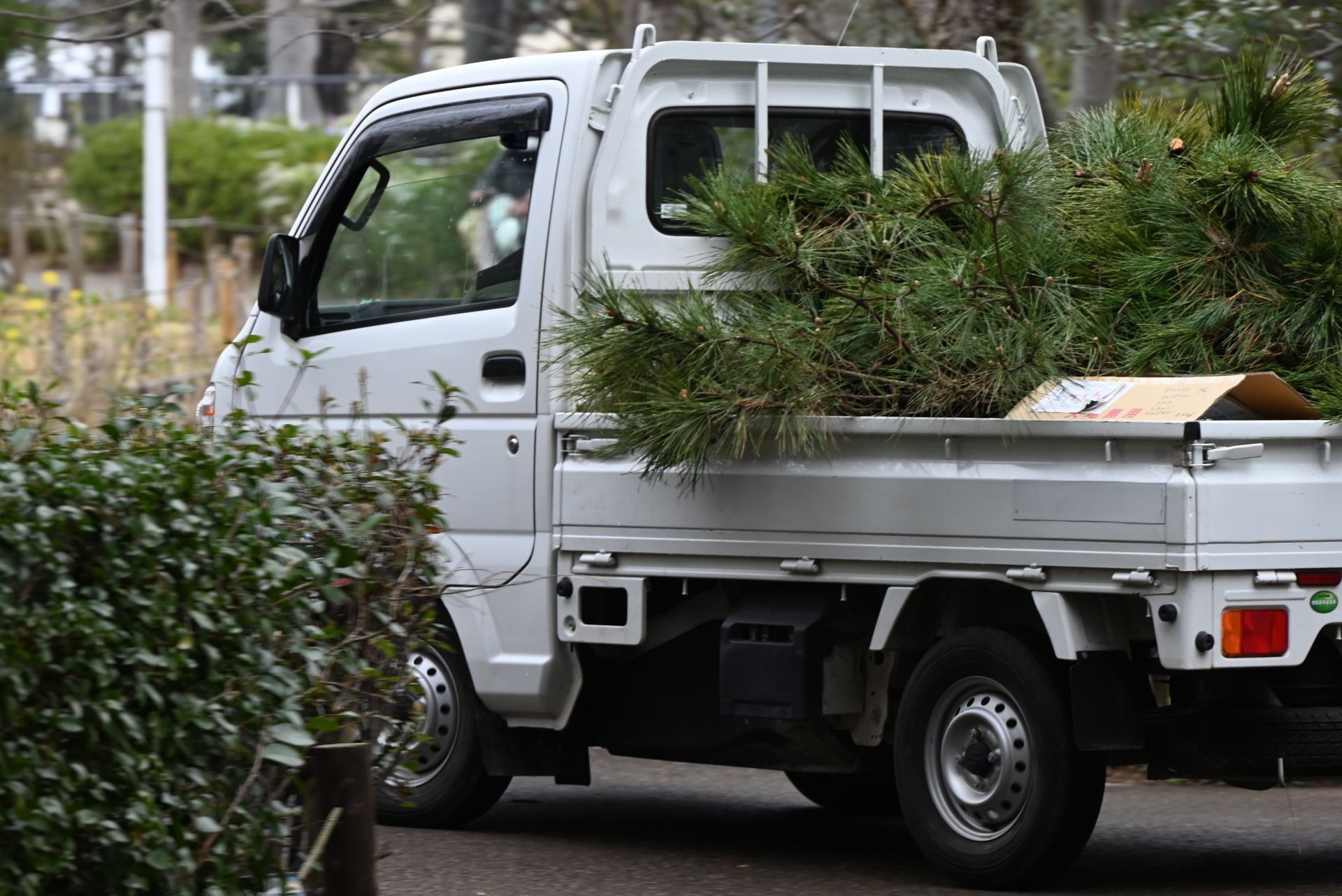A white small utility truck parked outdoors, loaded with pine branches in its bed.