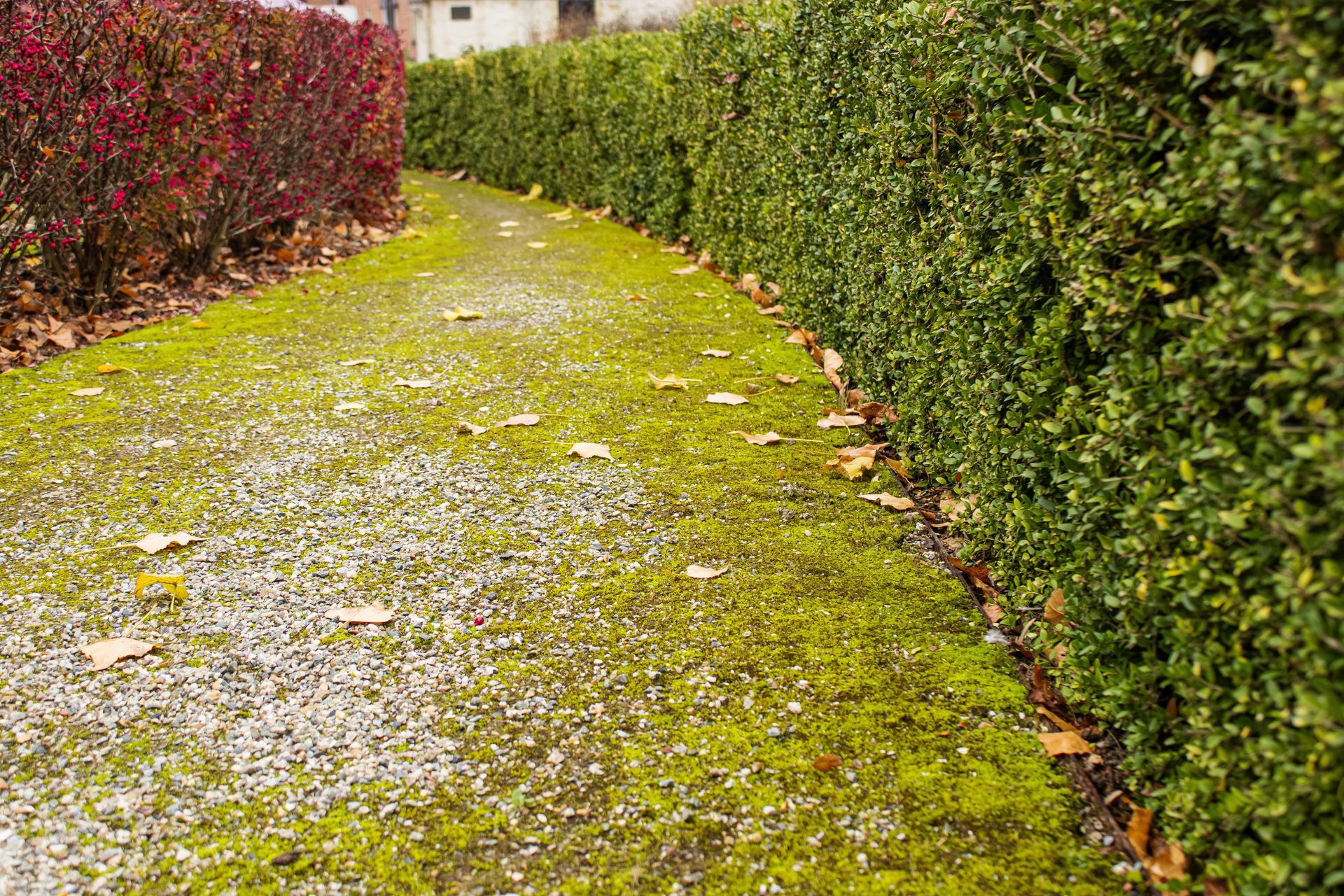 A gravel path covered in green moss, bordered by a red hedge on the left and a lush green hedge on the right.