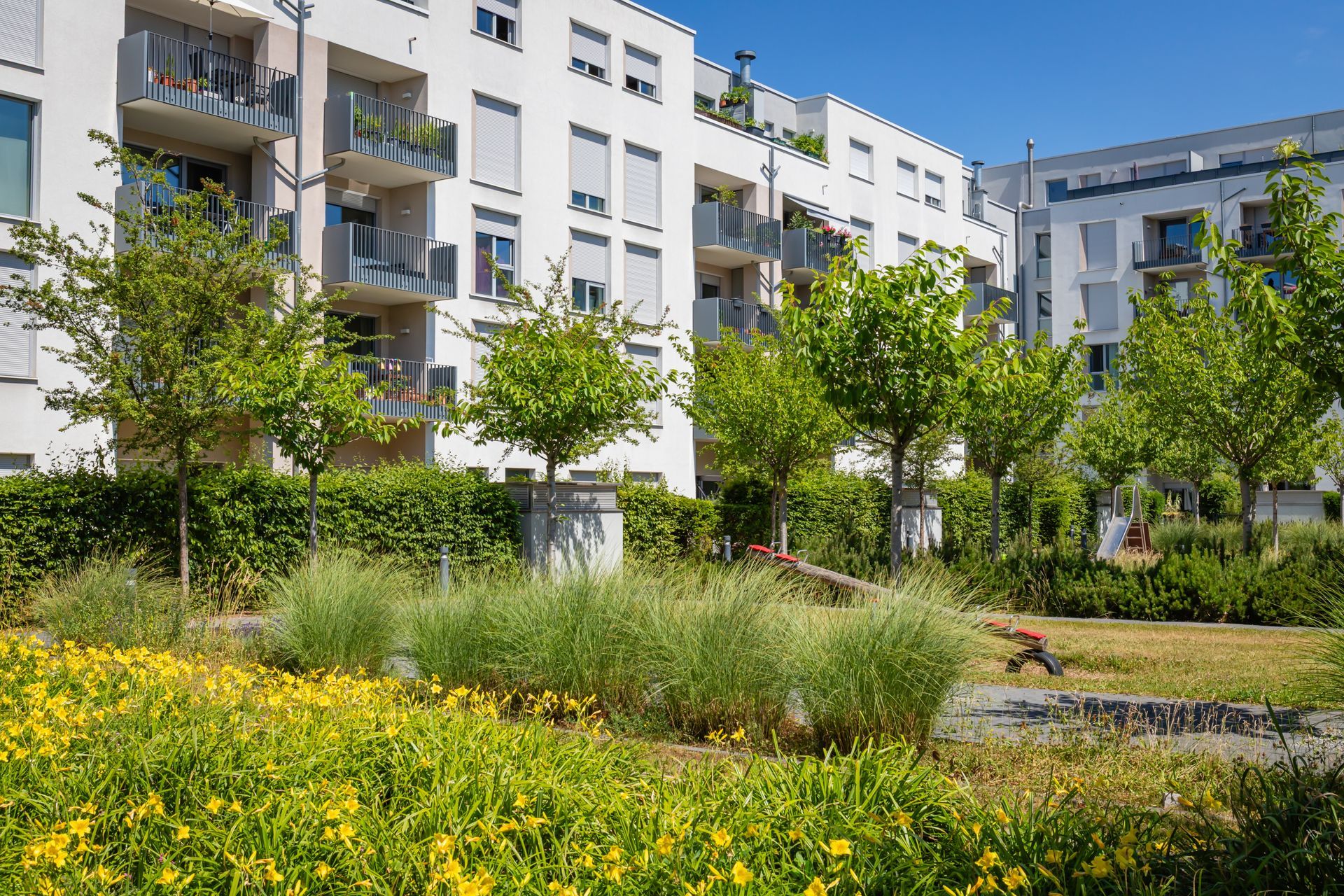 A sunny courtyard garden with yellow flowers, shrubs, and trees in front of modern, white multi-story apartment buildings.