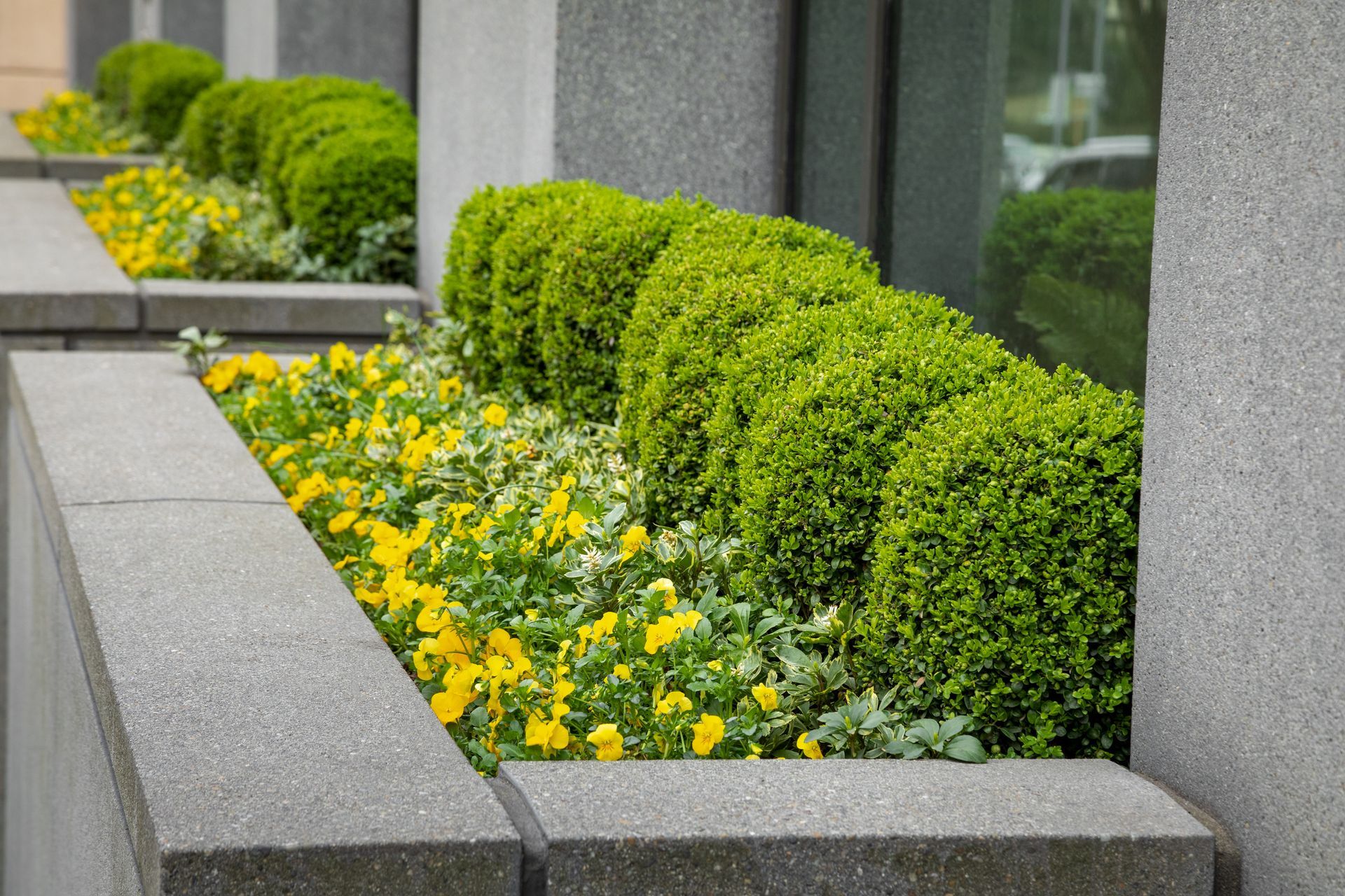 Concrete planters outside a building featuring rowed, rounded green shrubs behind a bed of yellow flowers.