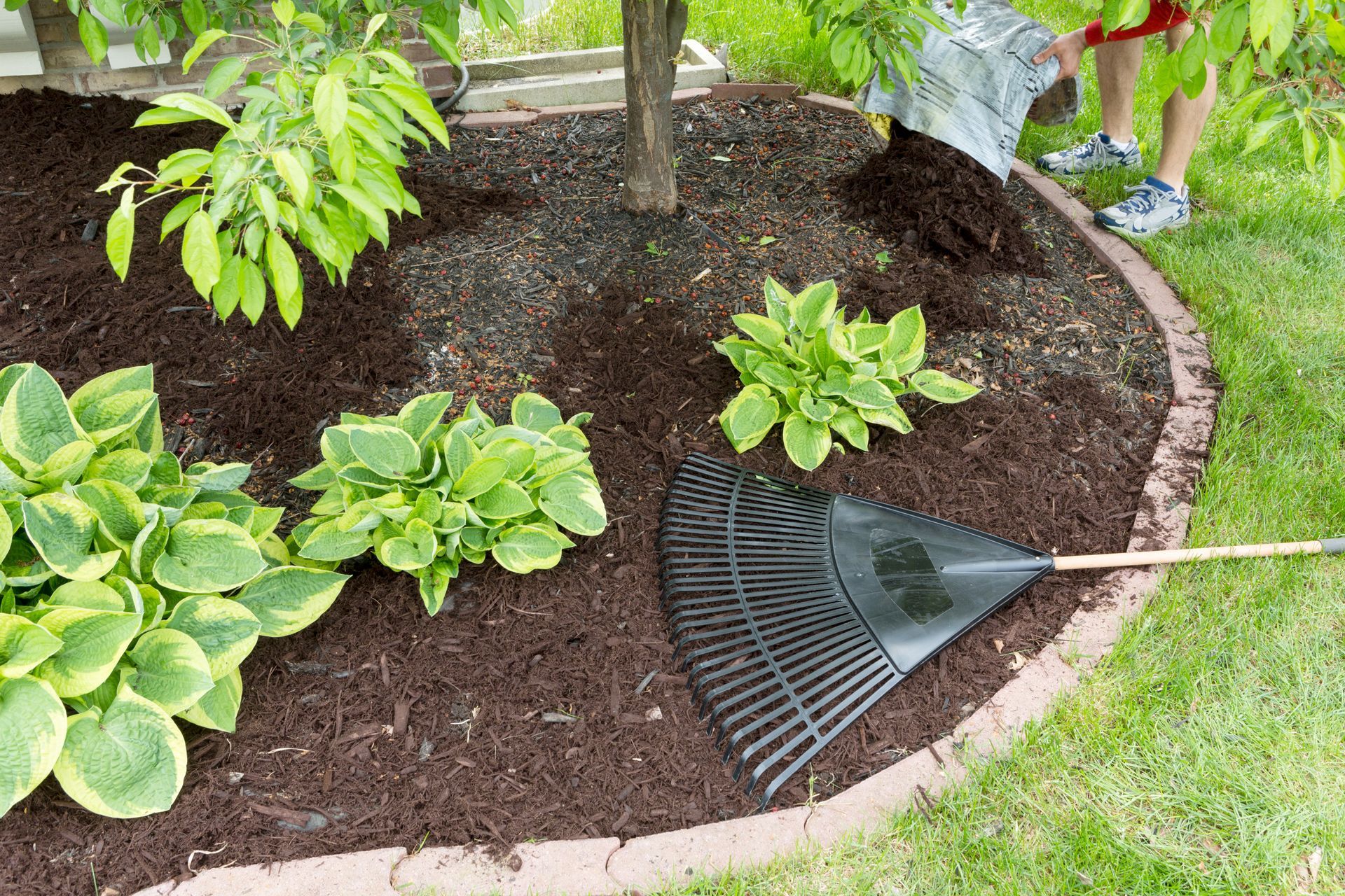 A person spreading dark mulch around a tree and hosta plants in a landscaped garden bed with a rake nearby.