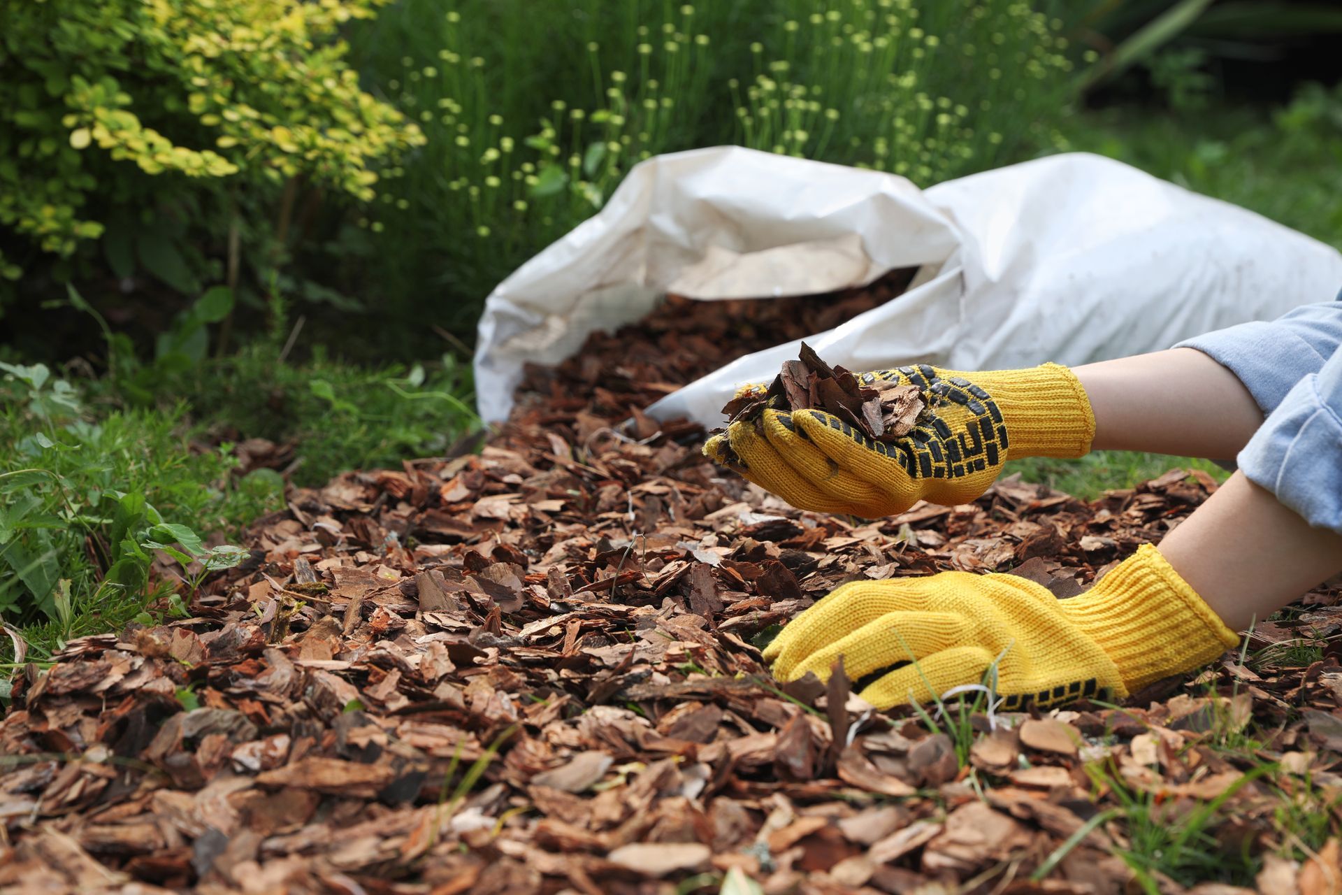 A person wearing yellow gardening gloves spreads wood mulch from a white bag onto soil in a garden.