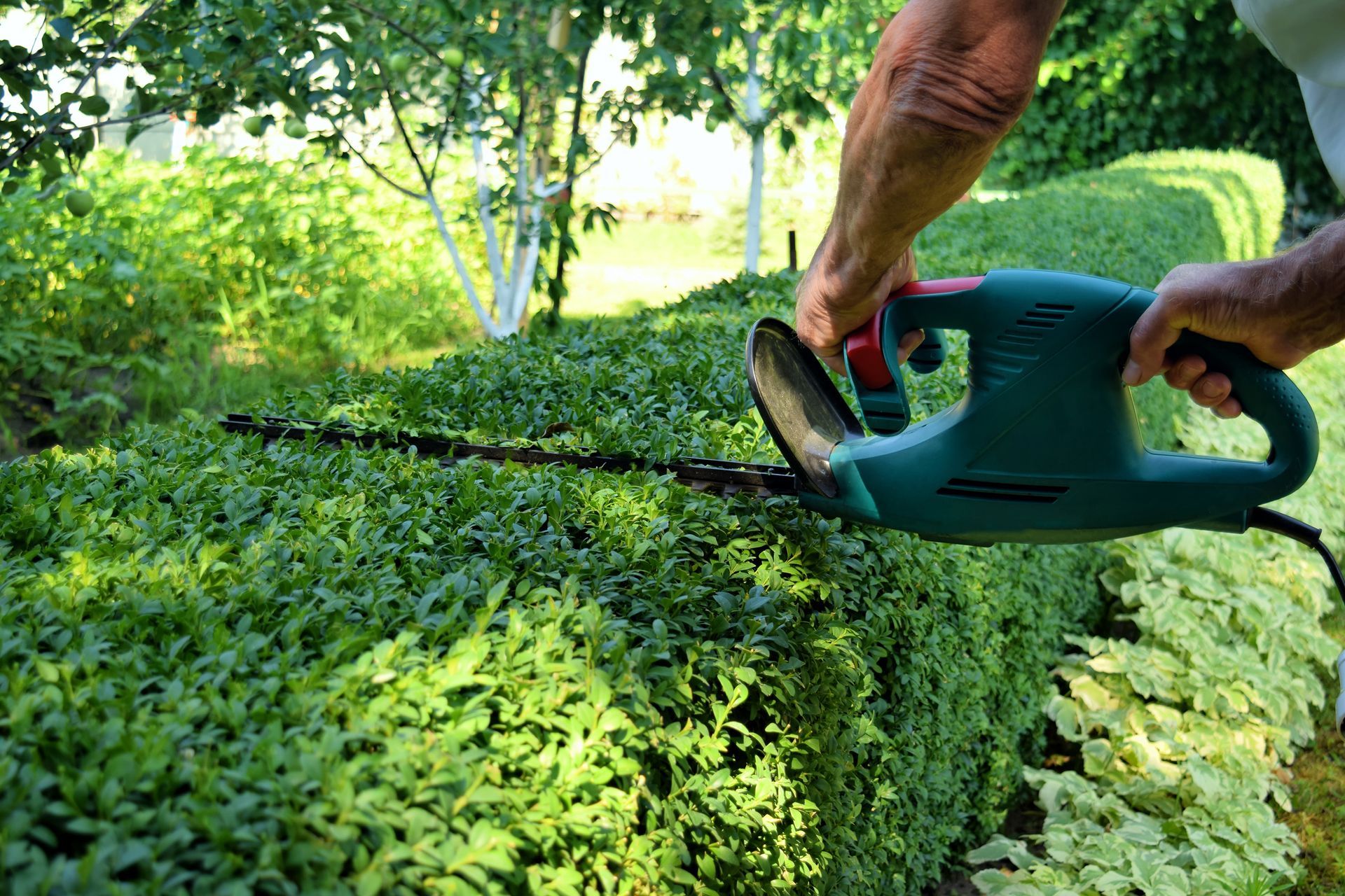A person uses a teal electric hedge trimmer to prune a lush, green hedge in a sunlit garden.