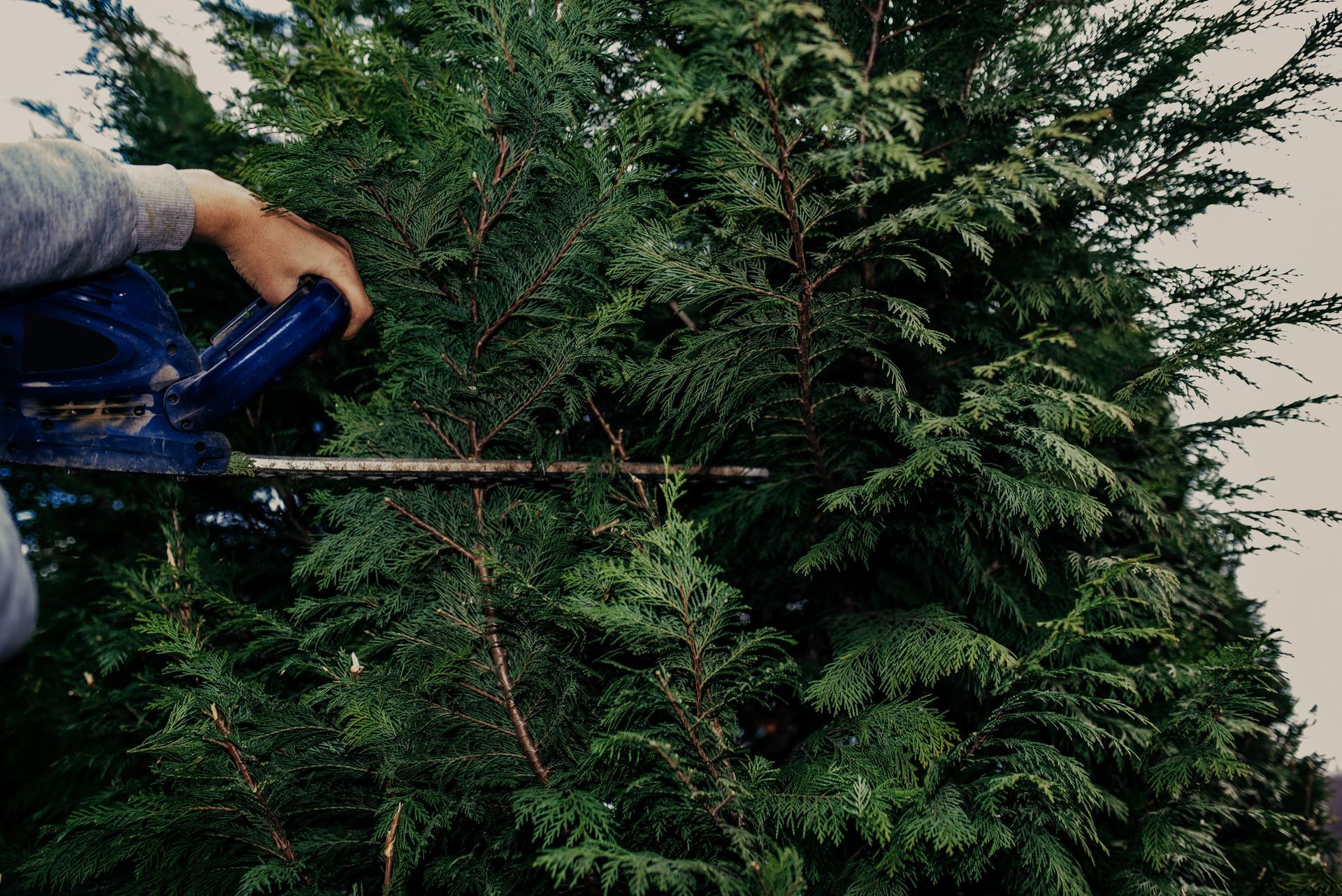 A person uses an electric hedge trimmer to prune a tall, dense evergreen tree.