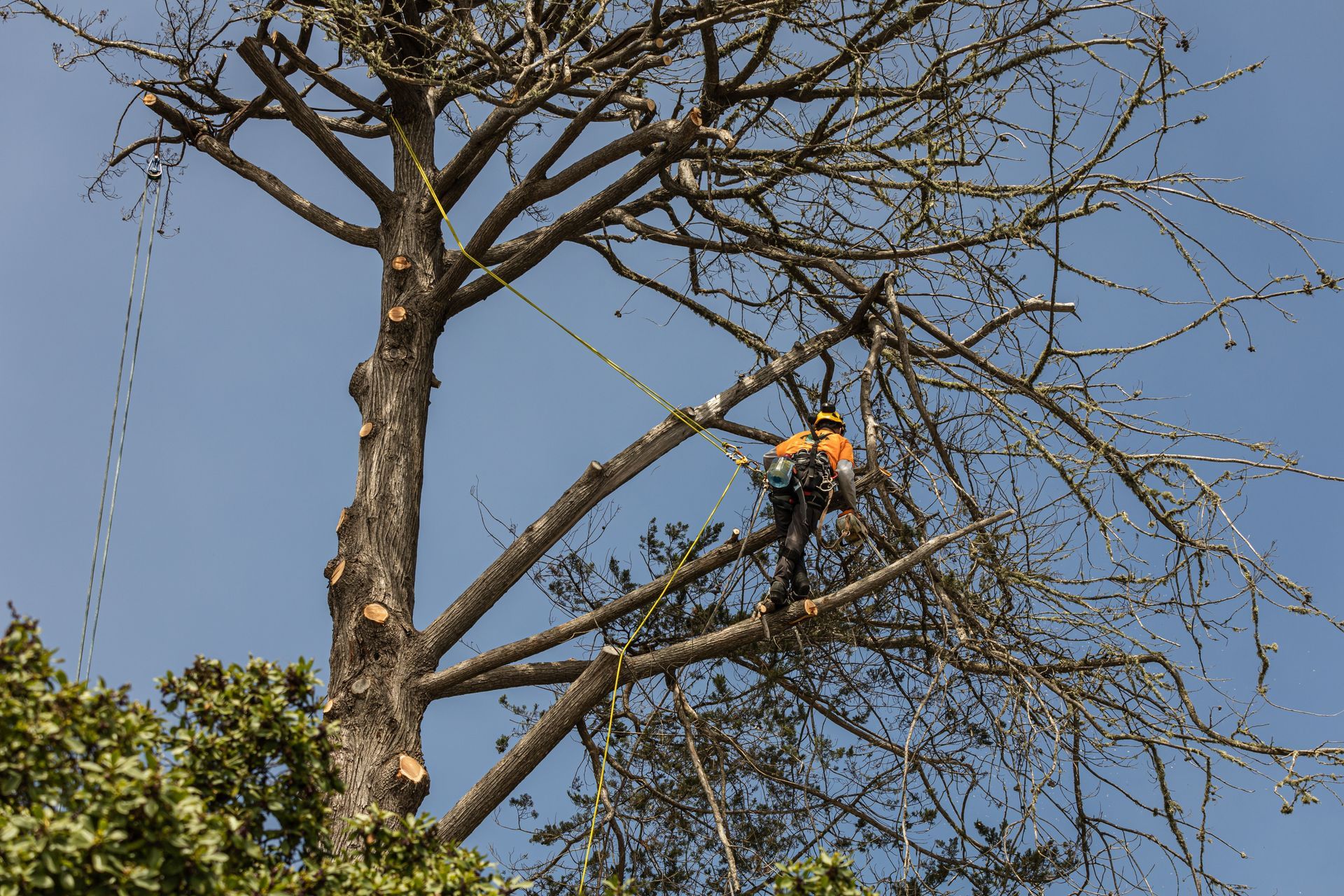 A climber in high-visibility gear works in a tall, bare tree against a clear blue sky, using ropes for safety.