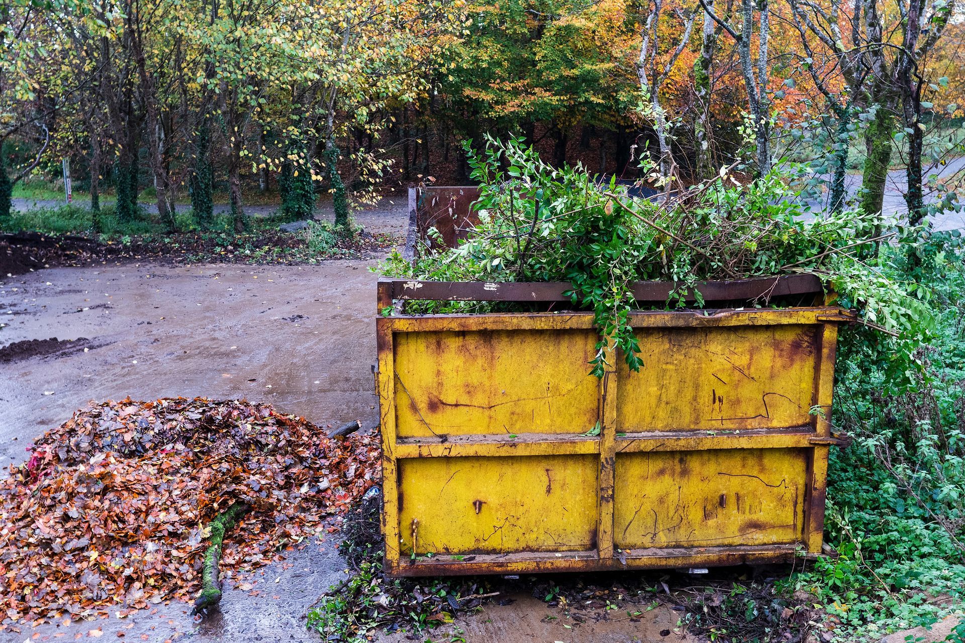 A large, rusted yellow metal dumpster filled with green yard waste, situated near a pile of fallen autumn leaves.