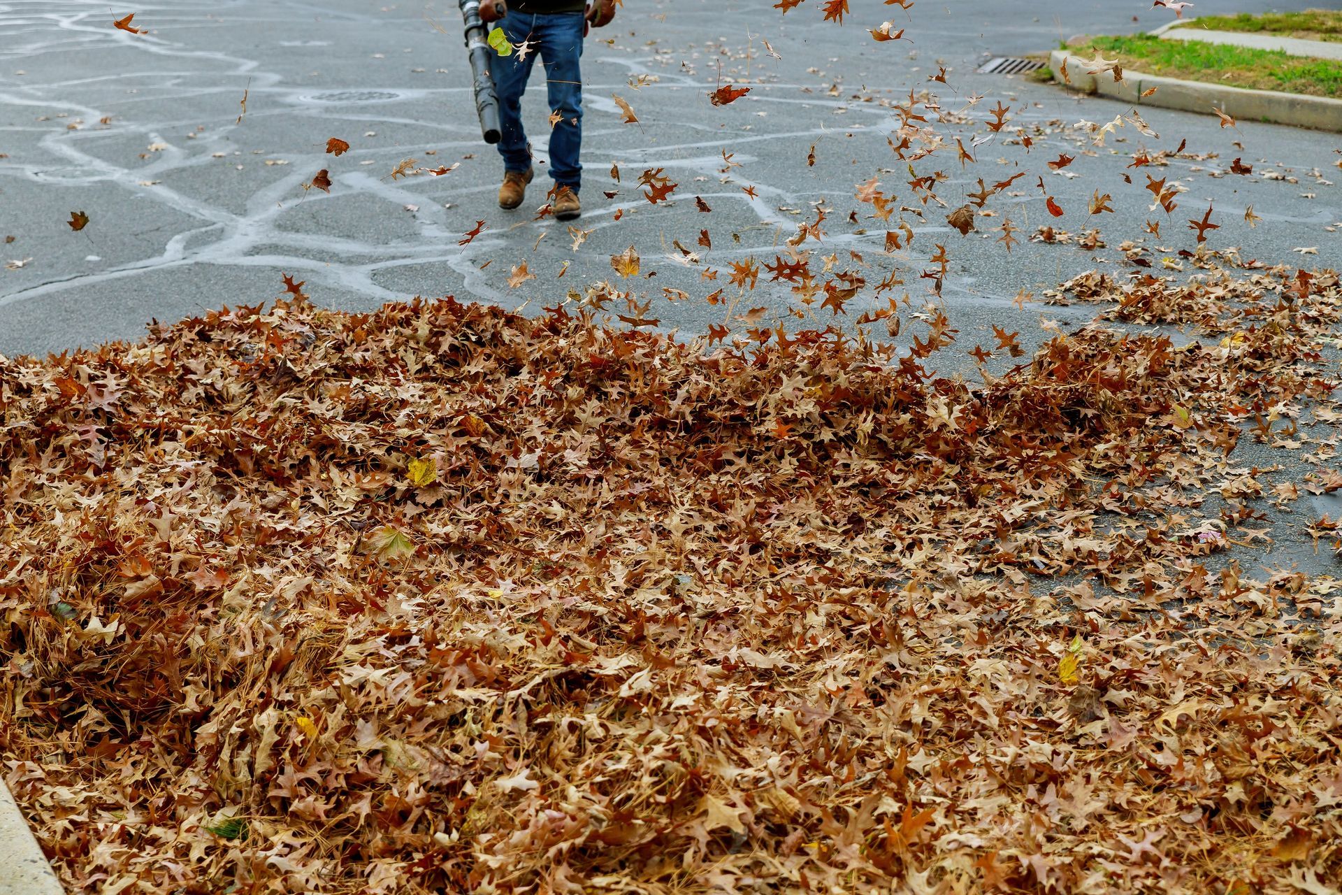 A person in jeans uses a leaf blower to push a large pile of brown autumn leaves across a paved parking lot.