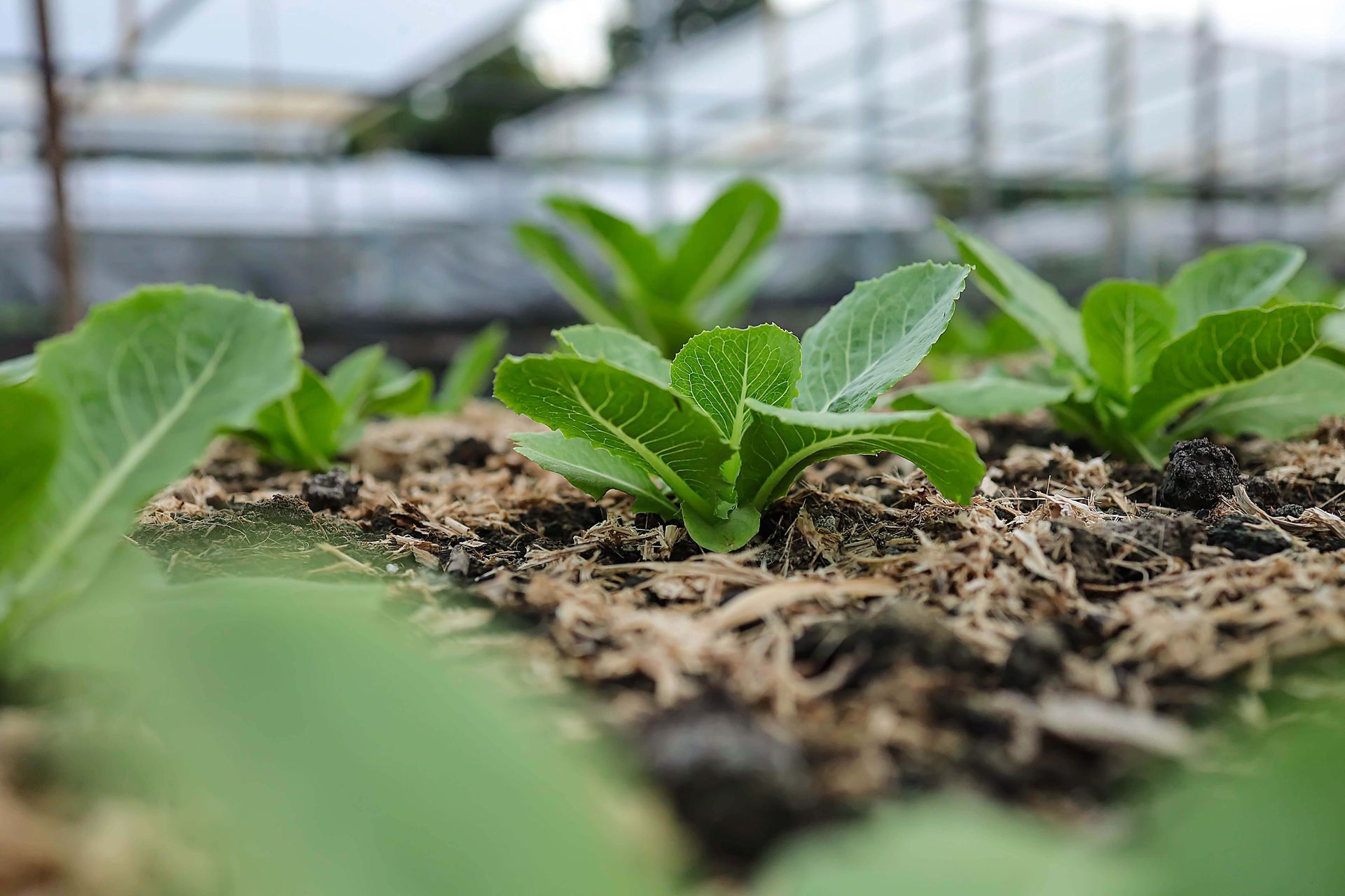 Young green lettuce plants growing in a greenhouse bed covered with mulch.