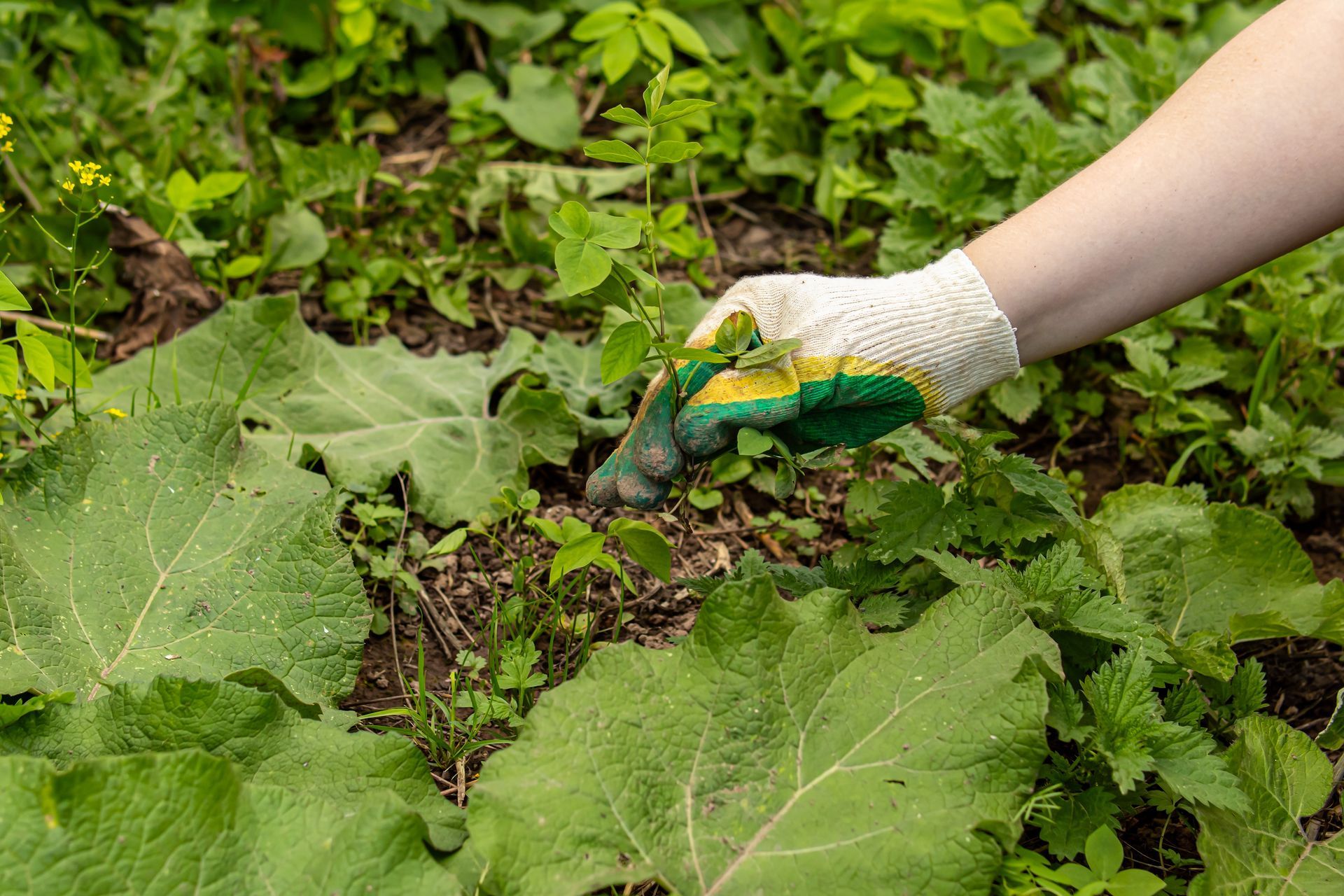 A person wearing a white and green work glove reaches into a patch of green foliage and large, broad leaves.