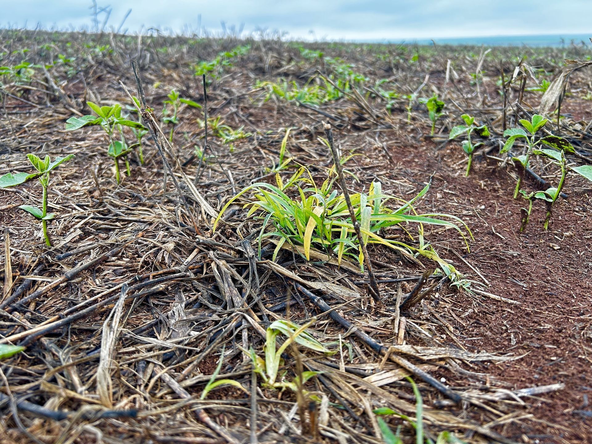 Small green sprouts emerge from dark, tilled soil scattered with dry, charred plant debris in an open field.