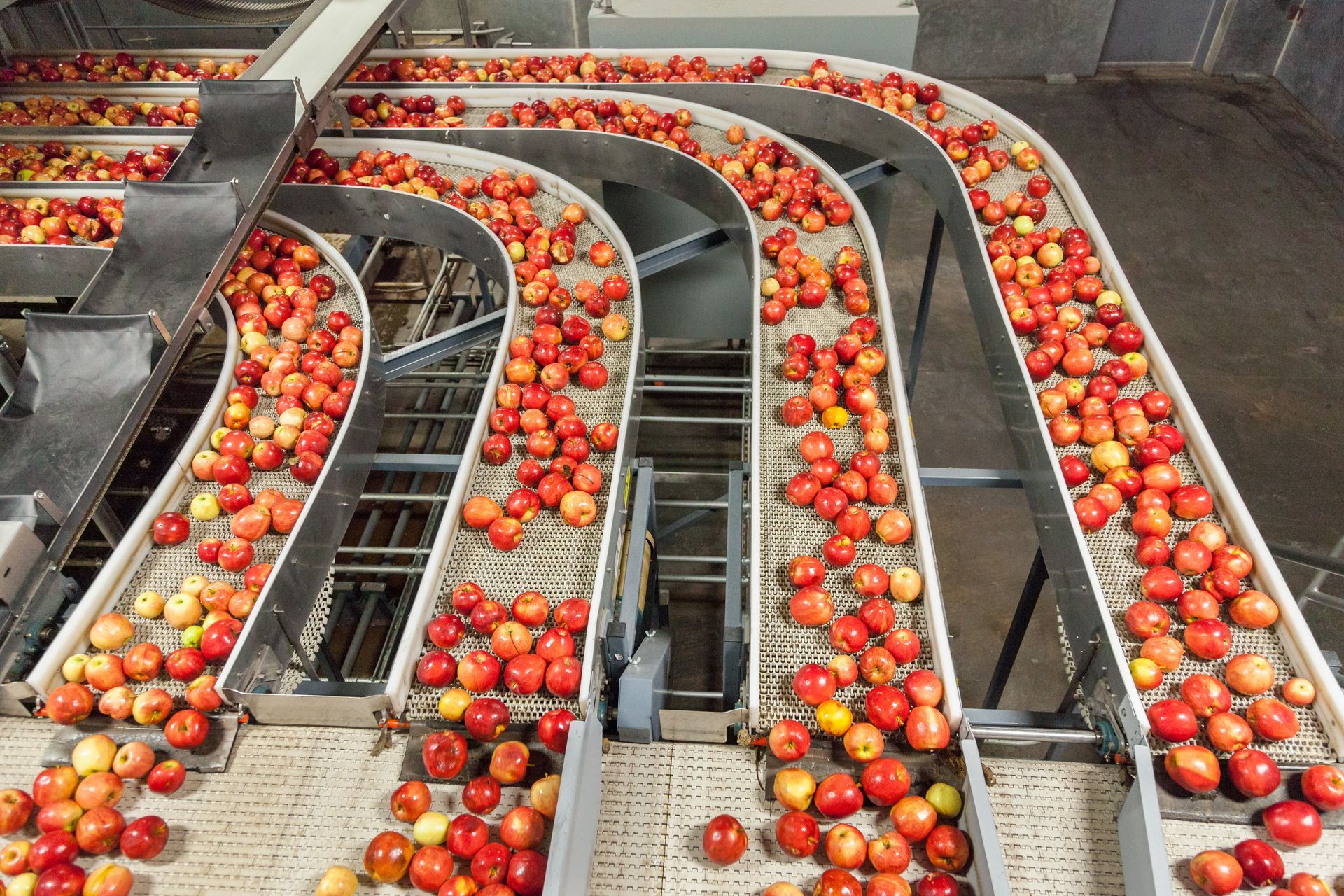 Multiple conveyor belts carry fresh, red nectarines through a fruit processing facility.