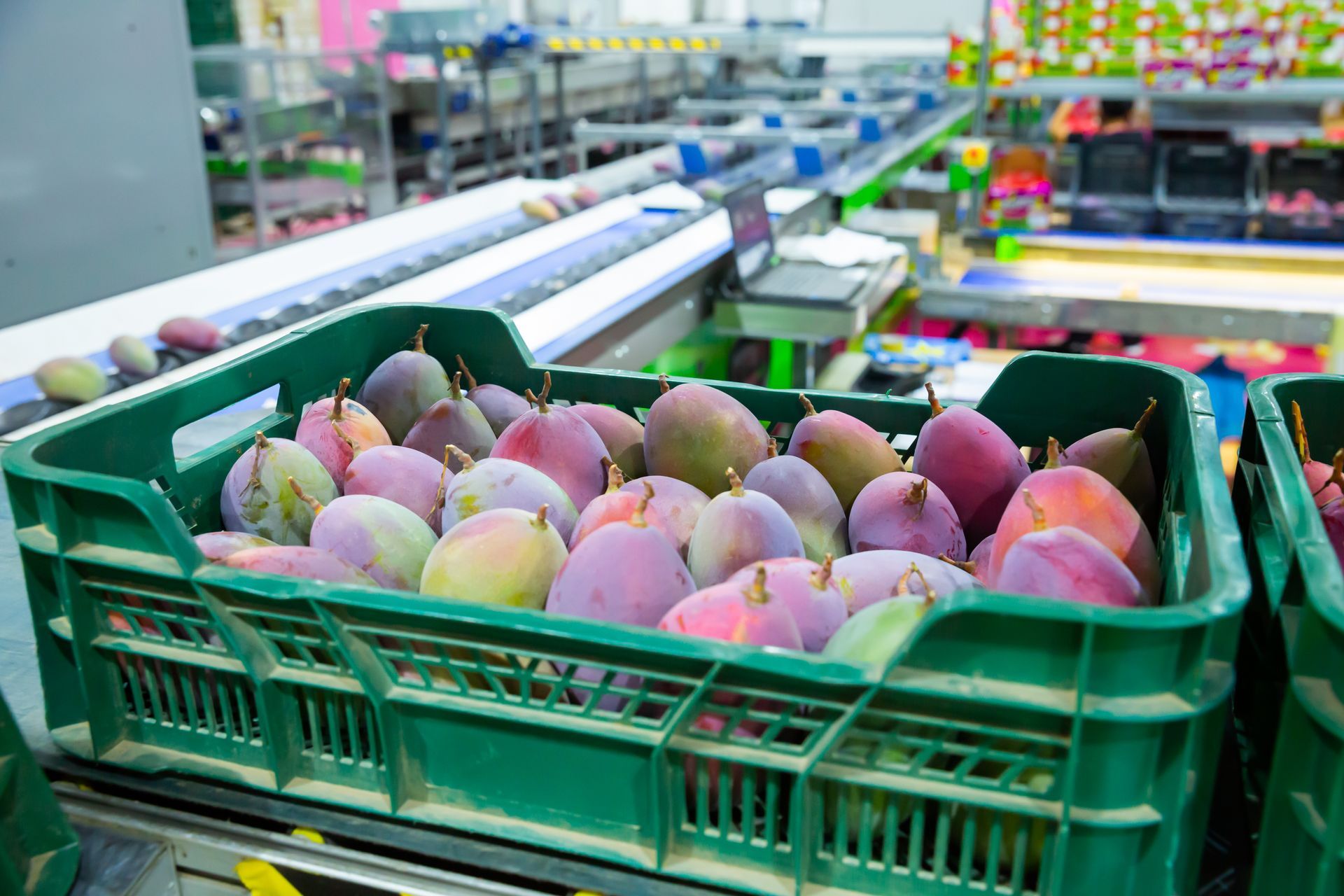 A green plastic crate filled with ripe, pink-and-yellow mangoes sits on a conveyor belt in a fruit processing facility.