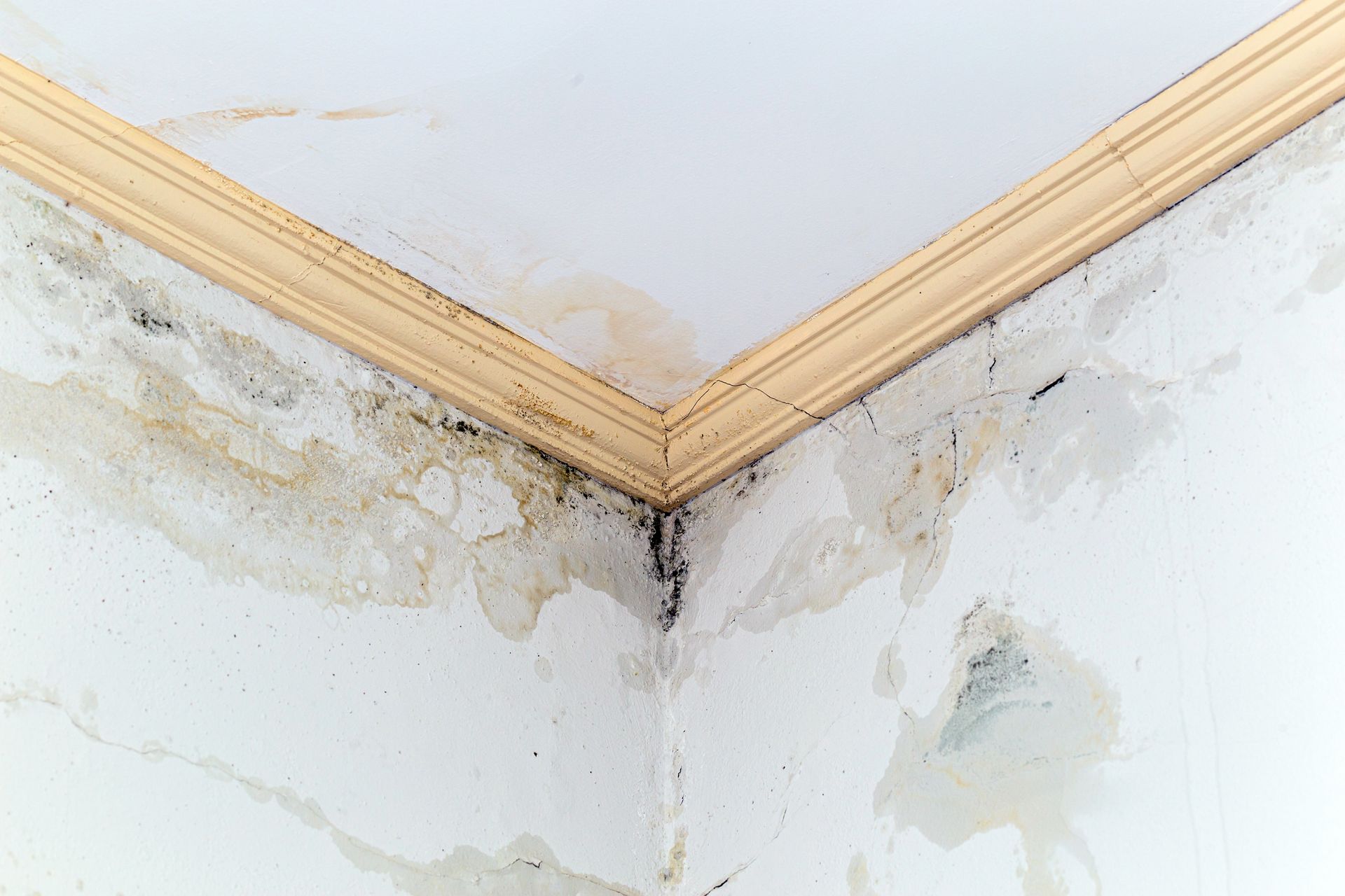 Water damage and mold stains on a white ceiling and corner walls with beige molding.