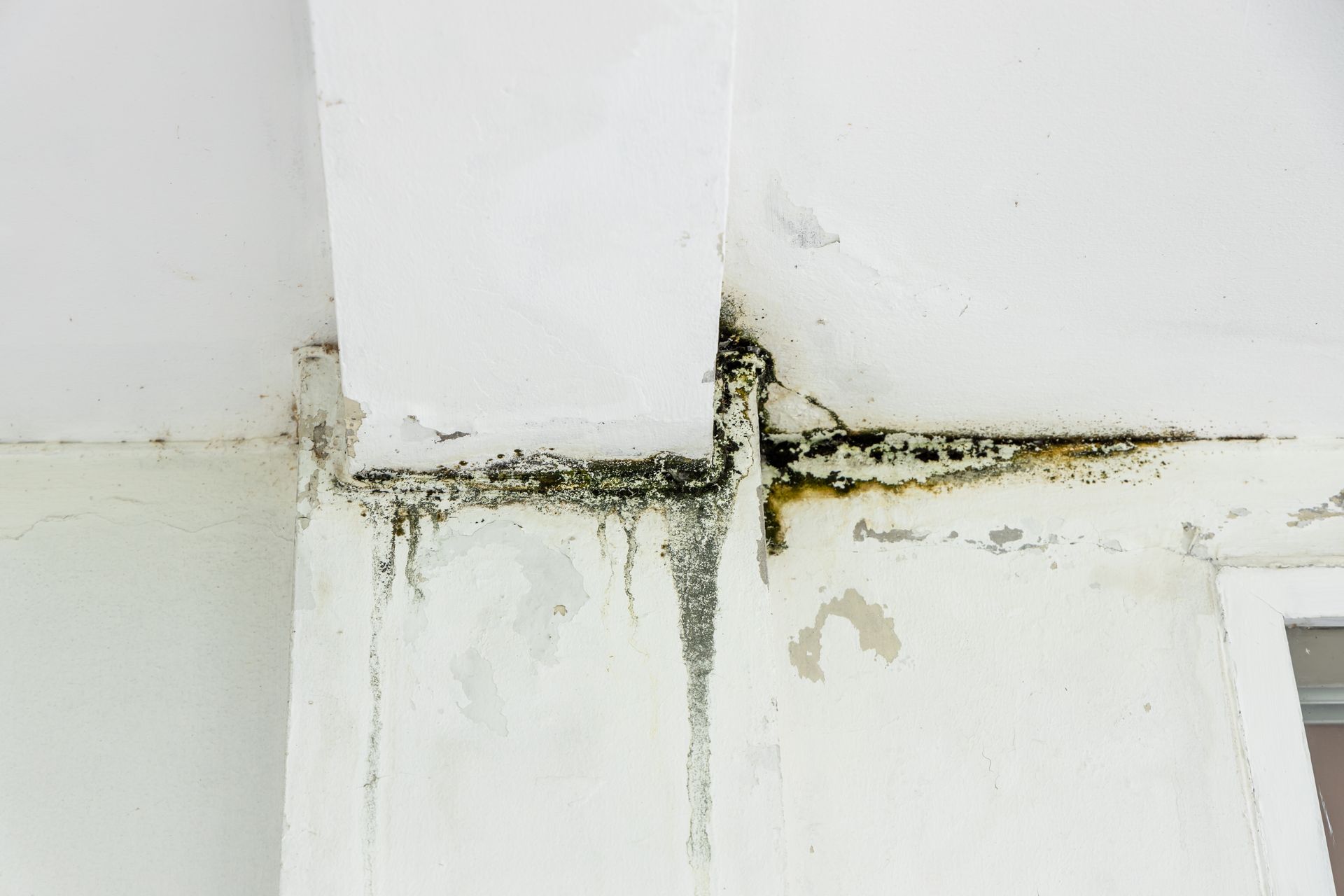 Black mold growth and water damage streaking down a white interior wall near a corner and ceiling joint.