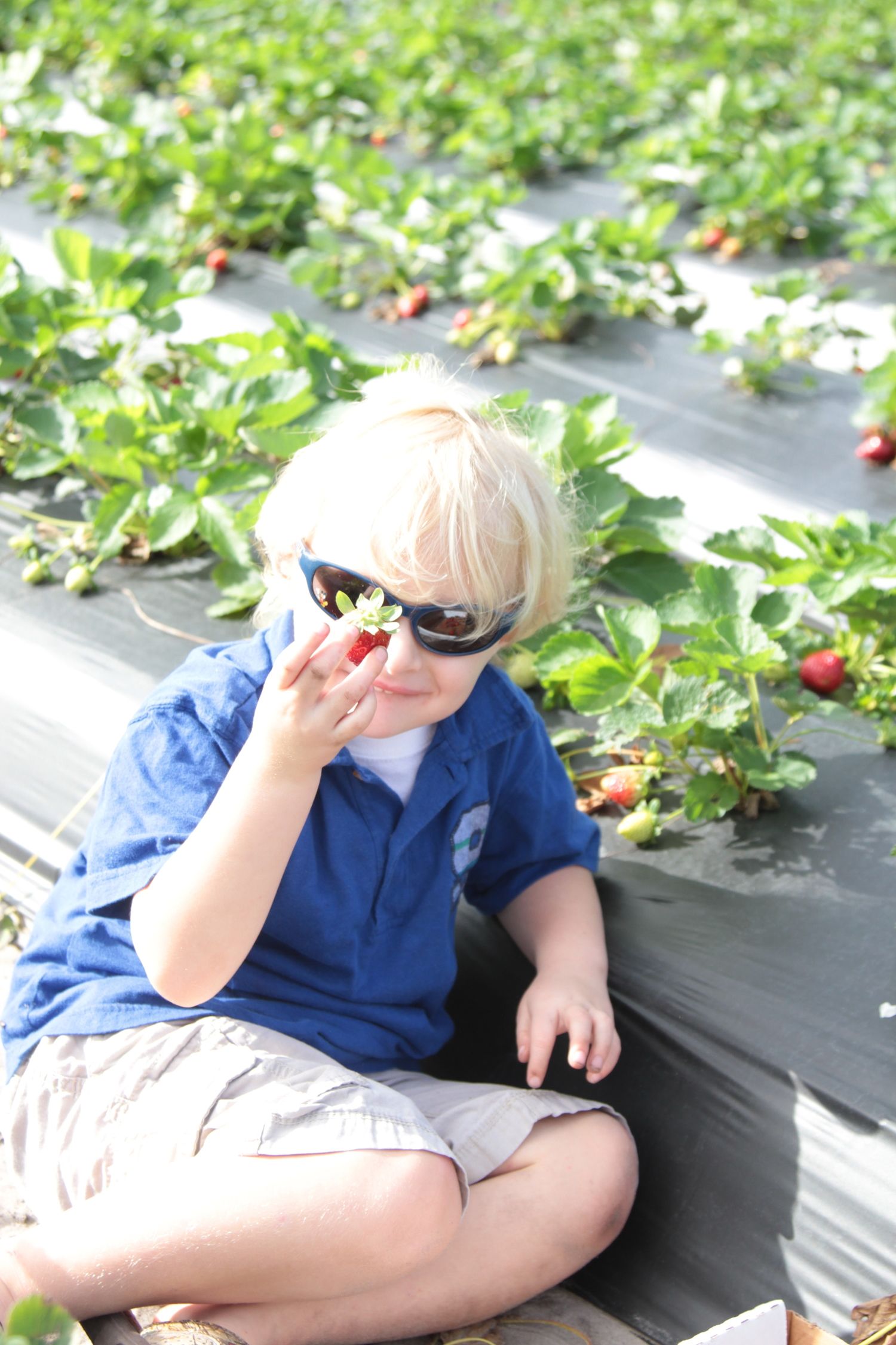 Farm Photos Snapshots from Oak Haven Farm & Winery