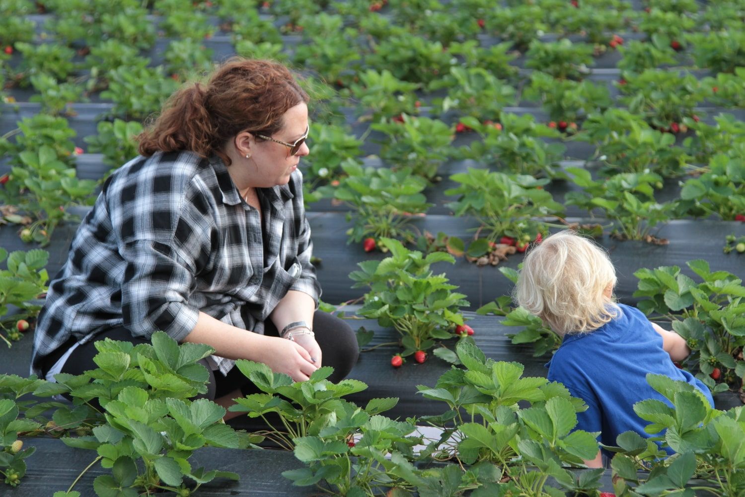 Farm Photos Snapshots from Oak Haven Farm & Winery