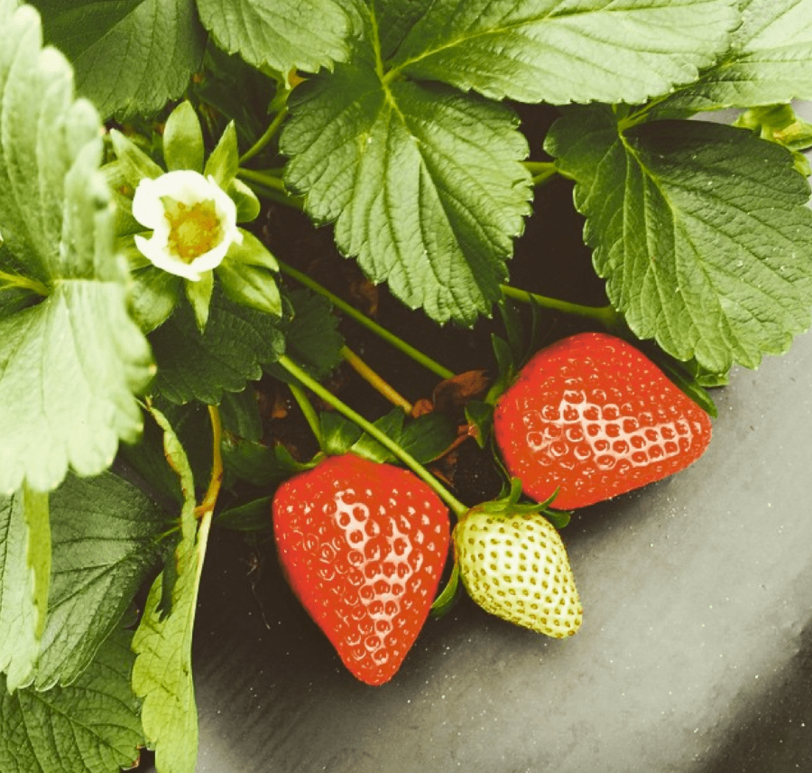 About Oak Haven Farms & Winery Creating a Legacy